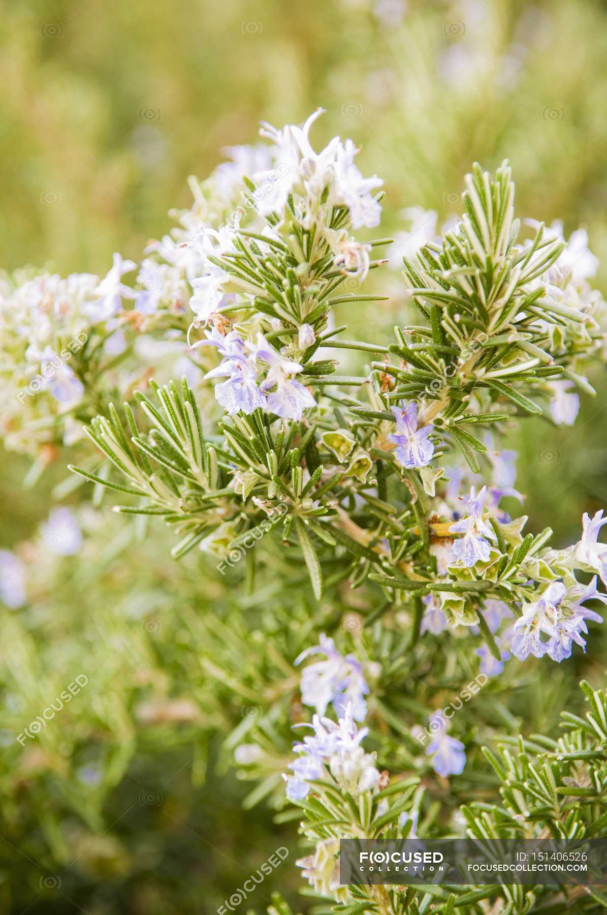 Closeup Daytime View Of Flowering Rosemary Plant Calories Leaves