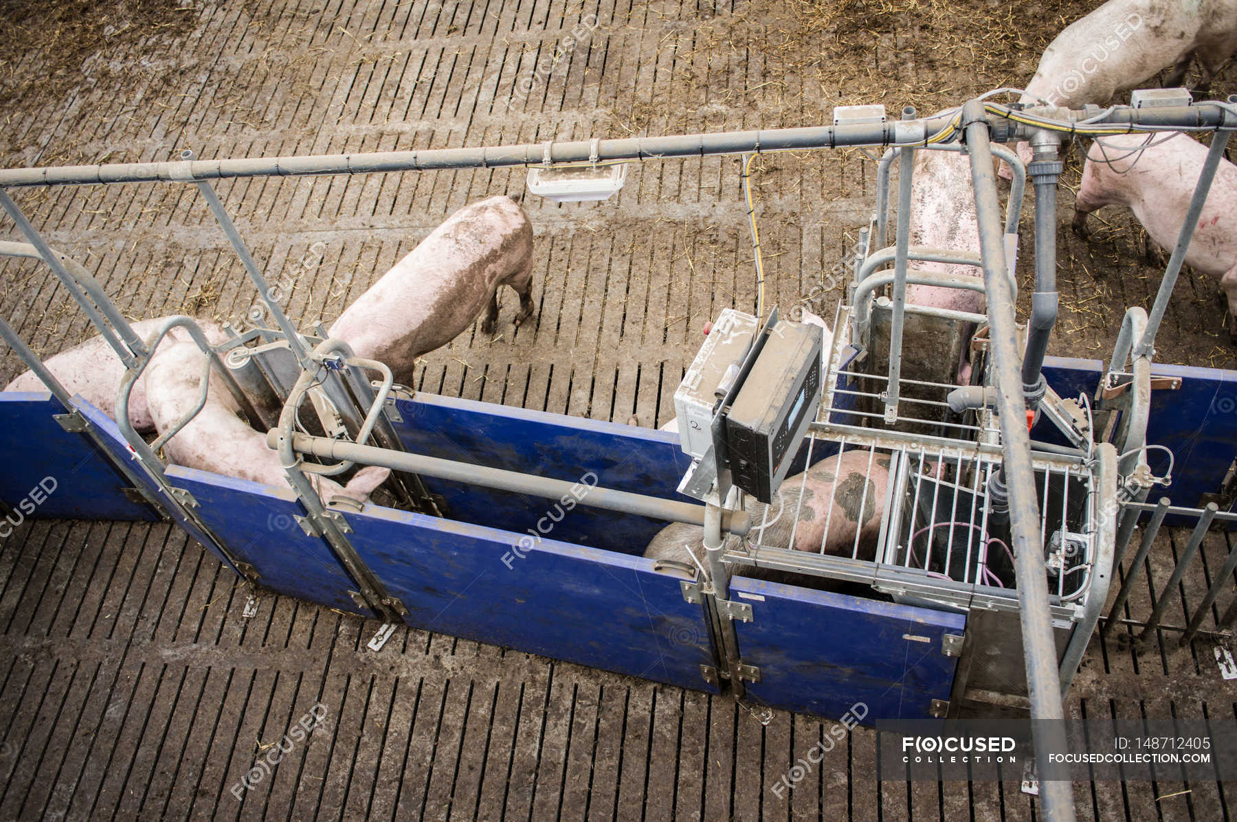 Industrial Pig Farm Farmstead Pork Stock Photo