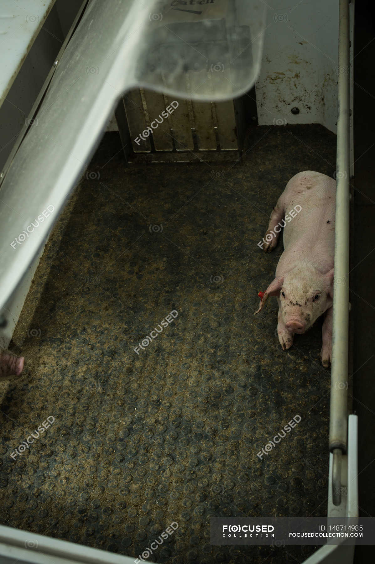 Pig At Industrial Farm Domestic Pig Farm Stock Photo