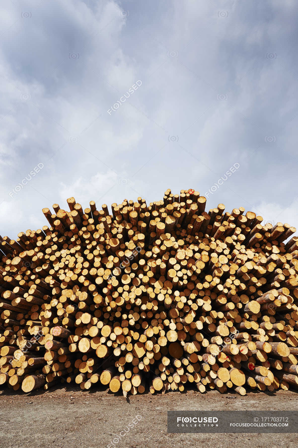 Stacked Freshly Logged Timber In Timber Yard Background Vertical