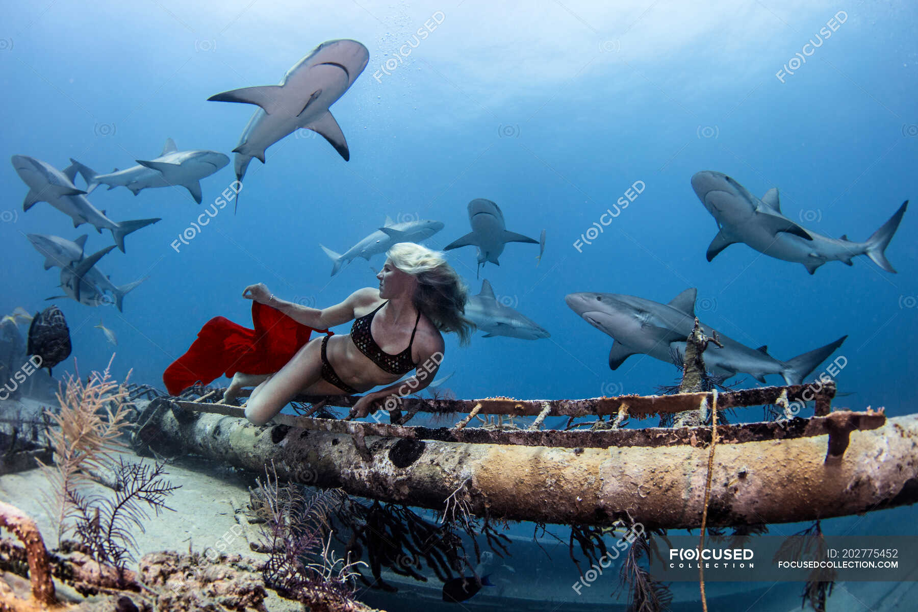 Underwater View Of Female Free Diver In Bikini Looking Back At Reef