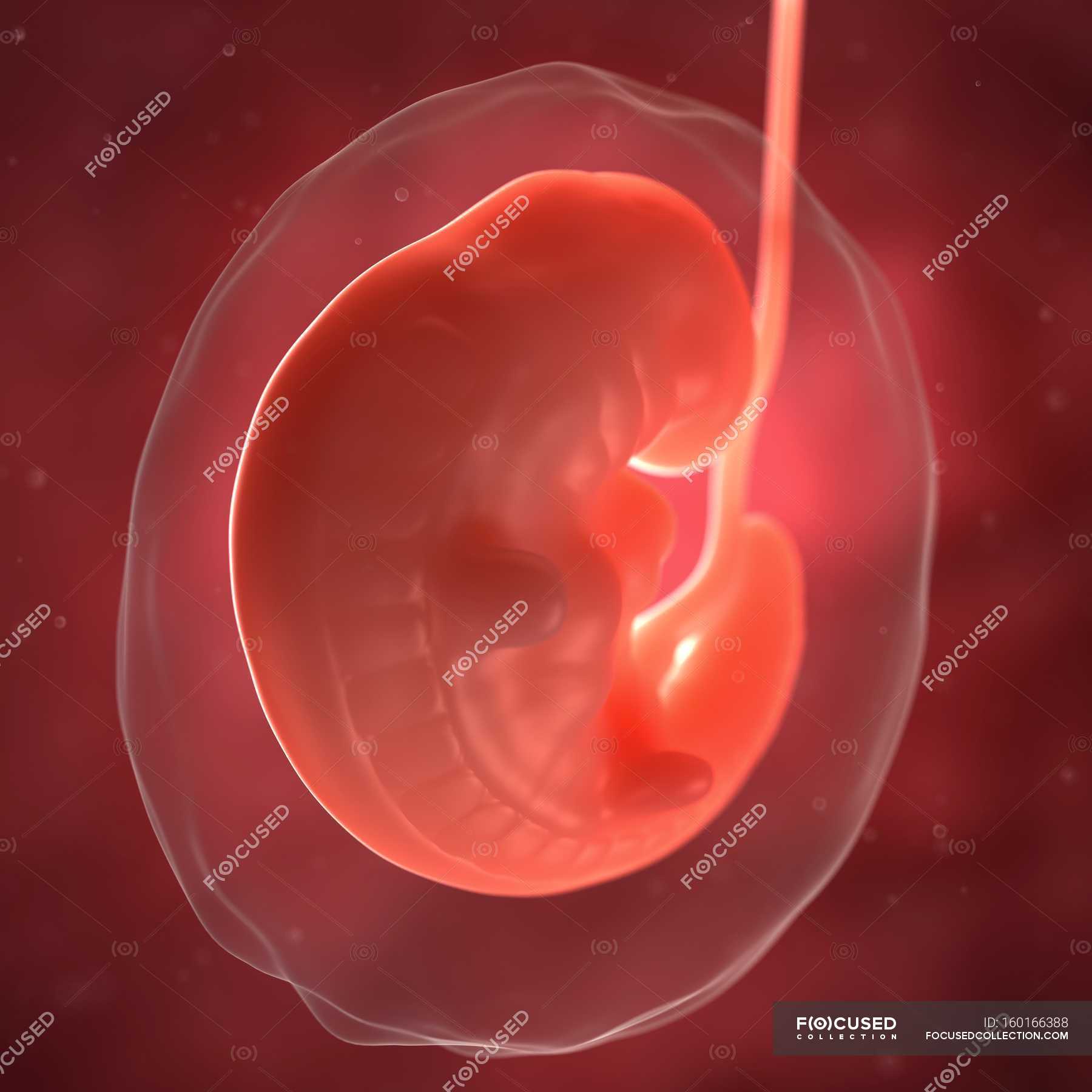 2-3 Недели беременности эмбрион