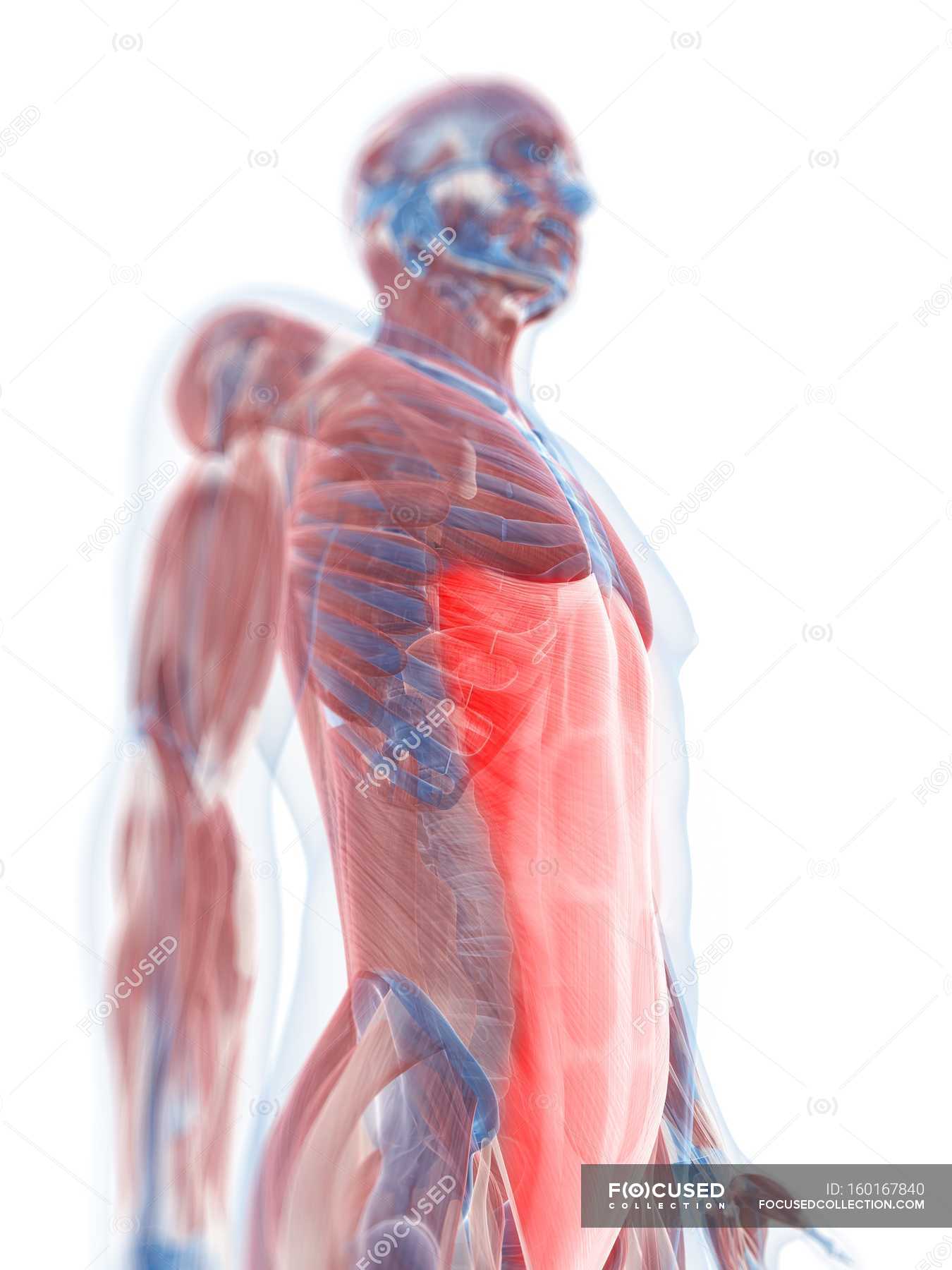 Rectus Abdominis Muscle Tissue Medical Illustration Stock Photo