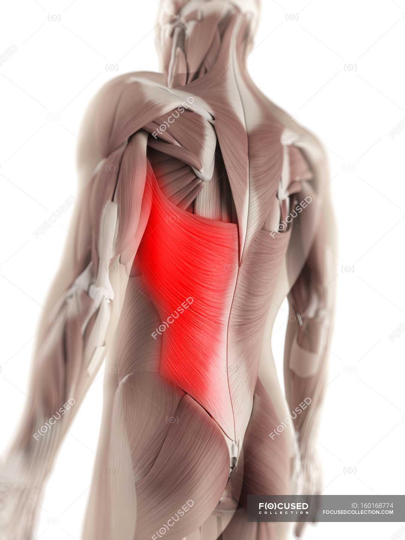 Latissimus Dorsi Muscle Healthcare Human Representation Stock