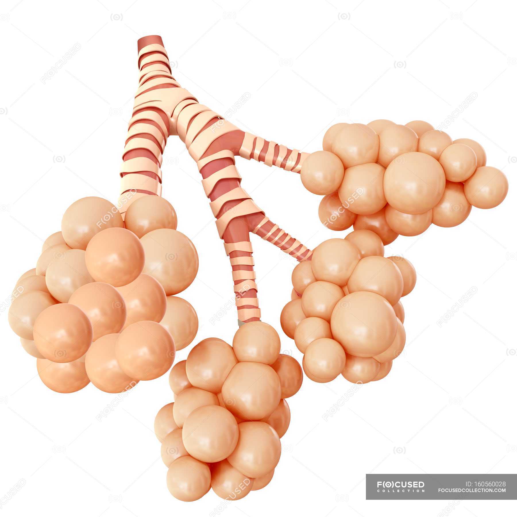 Structure Of Alveoli Of Human Lungs Health Physiology Stock Photo