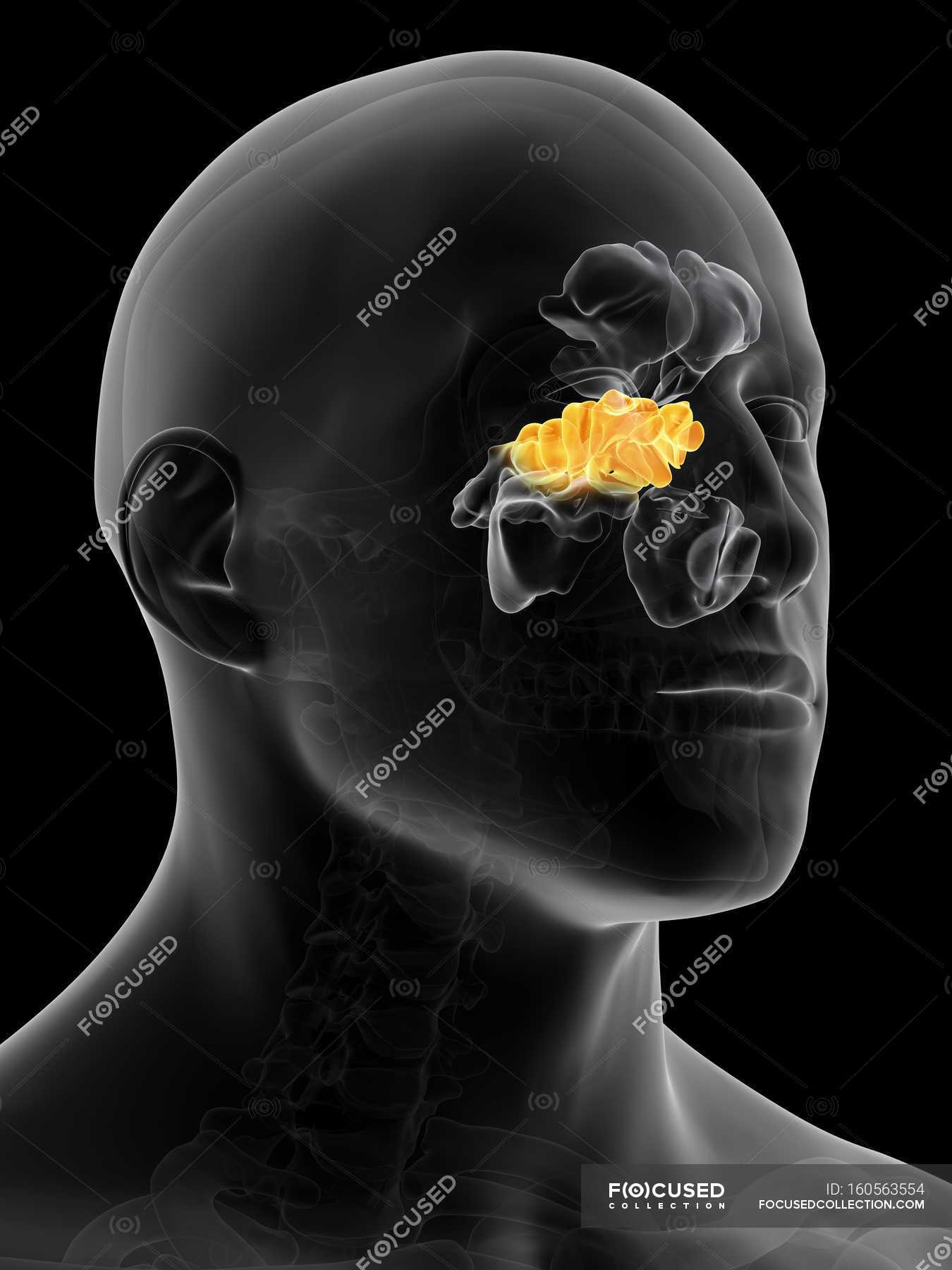 Struttura E Anatomia Dei Seni Paranasali Umani Seni Nasali