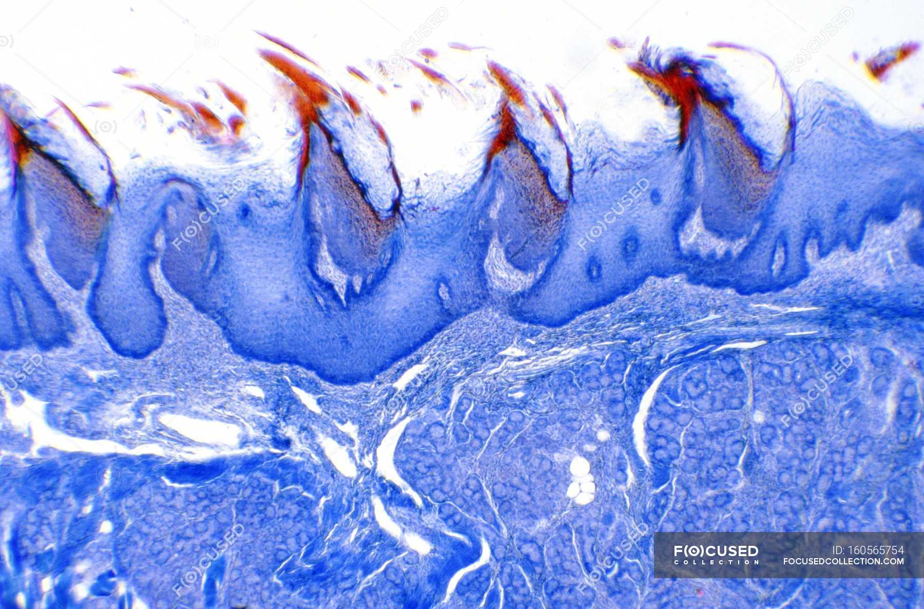 Light Micrograph Of A Longitudinal Section Through Filiform Papillae On