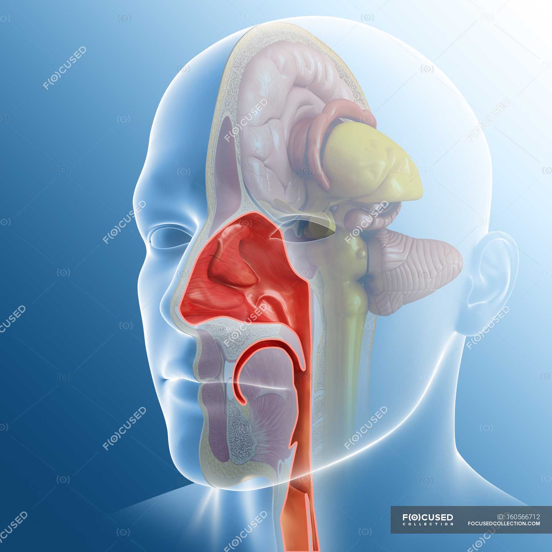 Computer Illustration Of Human Nasal Cavity Anatomical Artwork