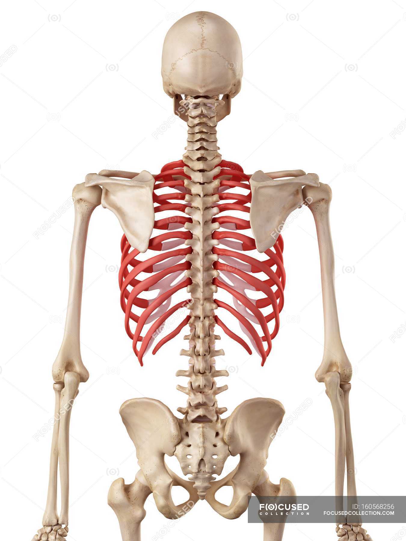 Human Rib Cage Anatomy Human Physiology Osteology Stock Photo