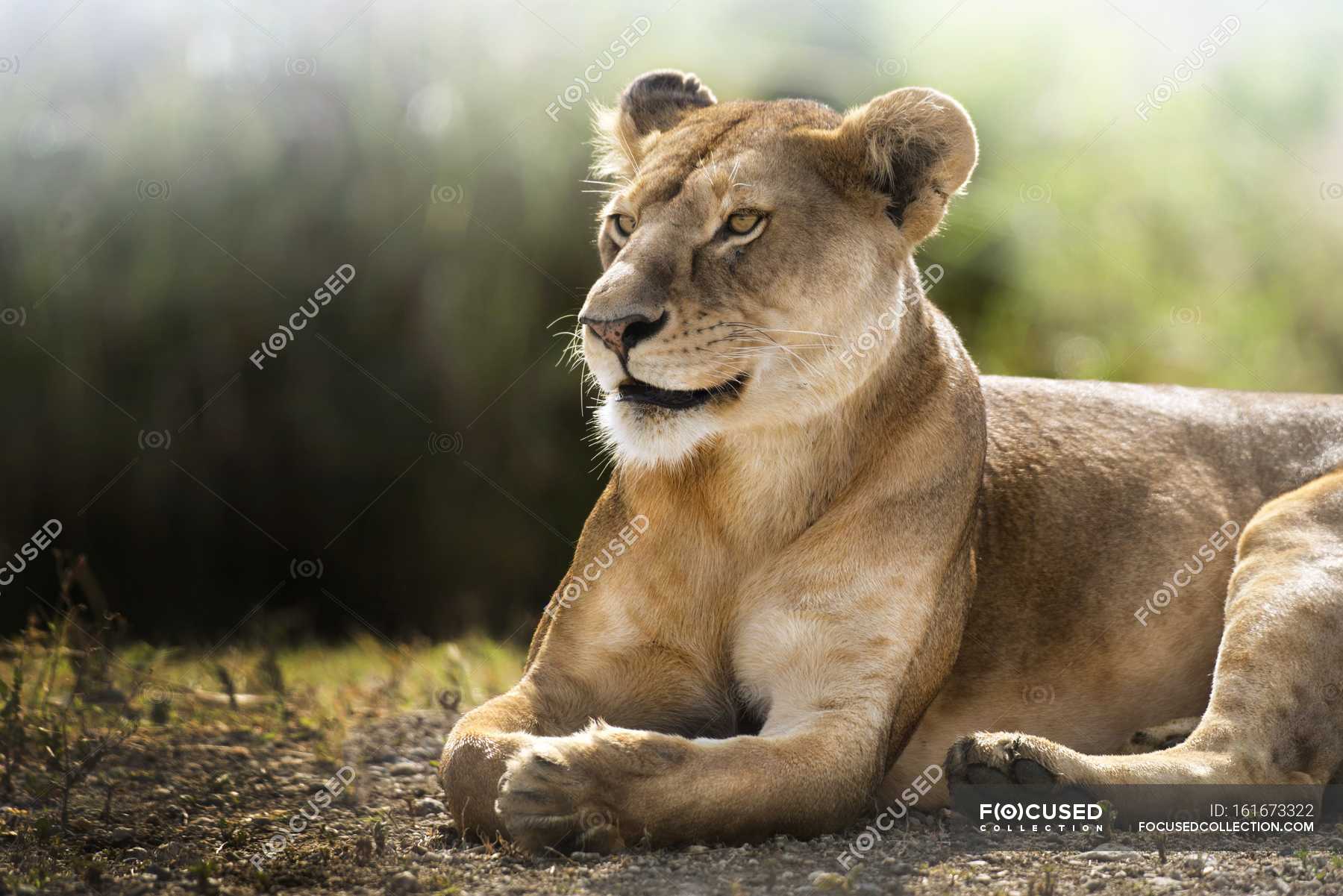 Lioness Lying Down And Resting Ngorogoro Tanzania Travel