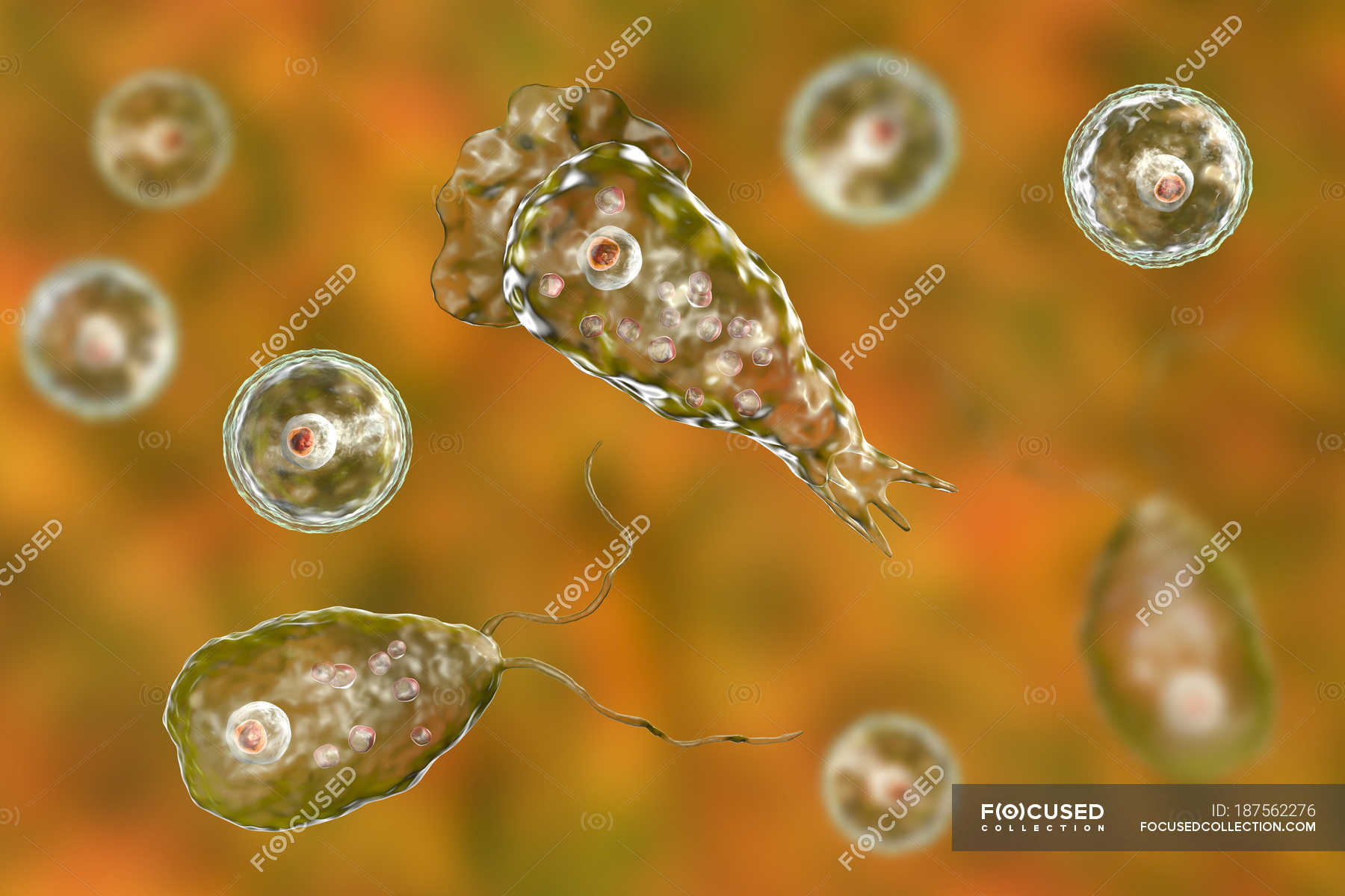 Naegleria Forme Di Ameba Mangia Cervello Illustrazione Digitale