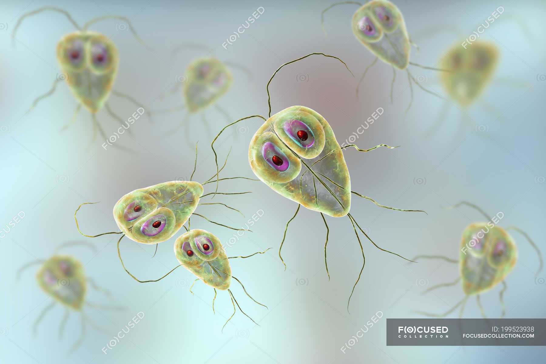 Giardia Lamblia Protozoan Parasites Digital Illustration Close Up