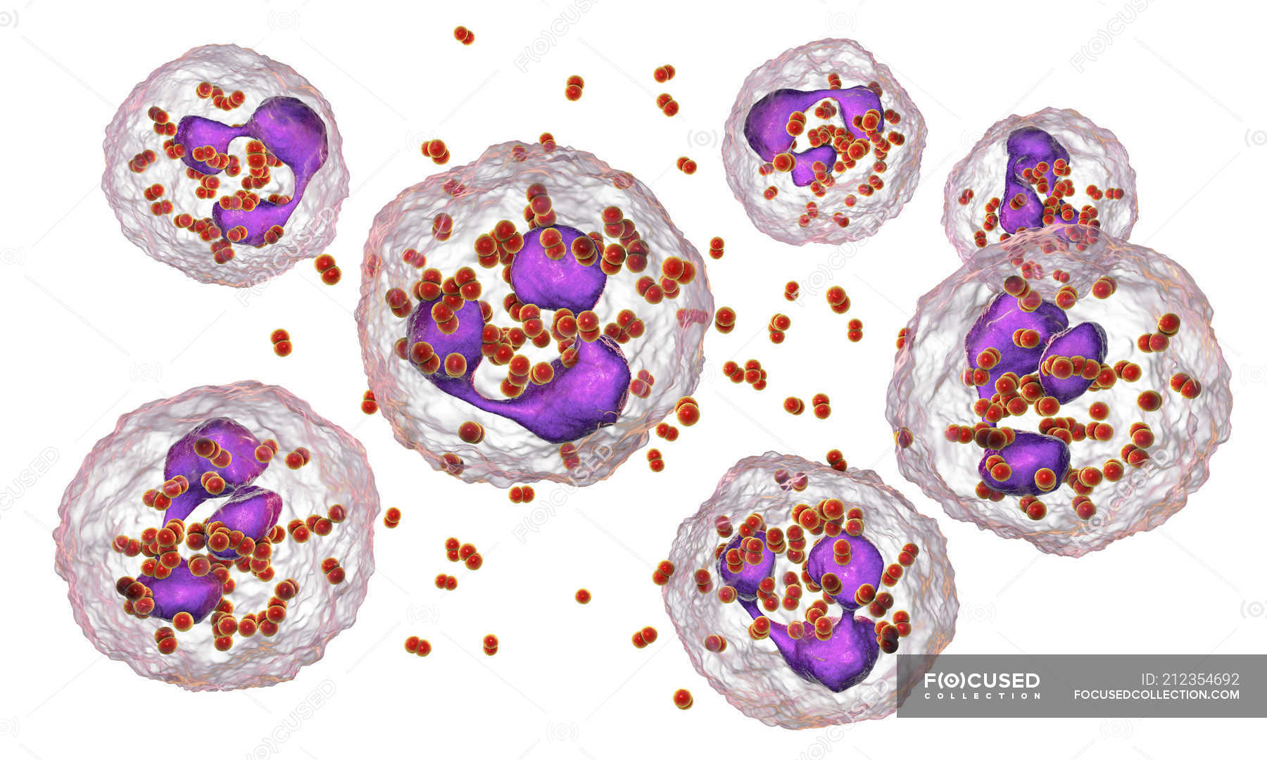 Digital Illustration Of Neisseria Gonorrhoeae Bacteria Inside