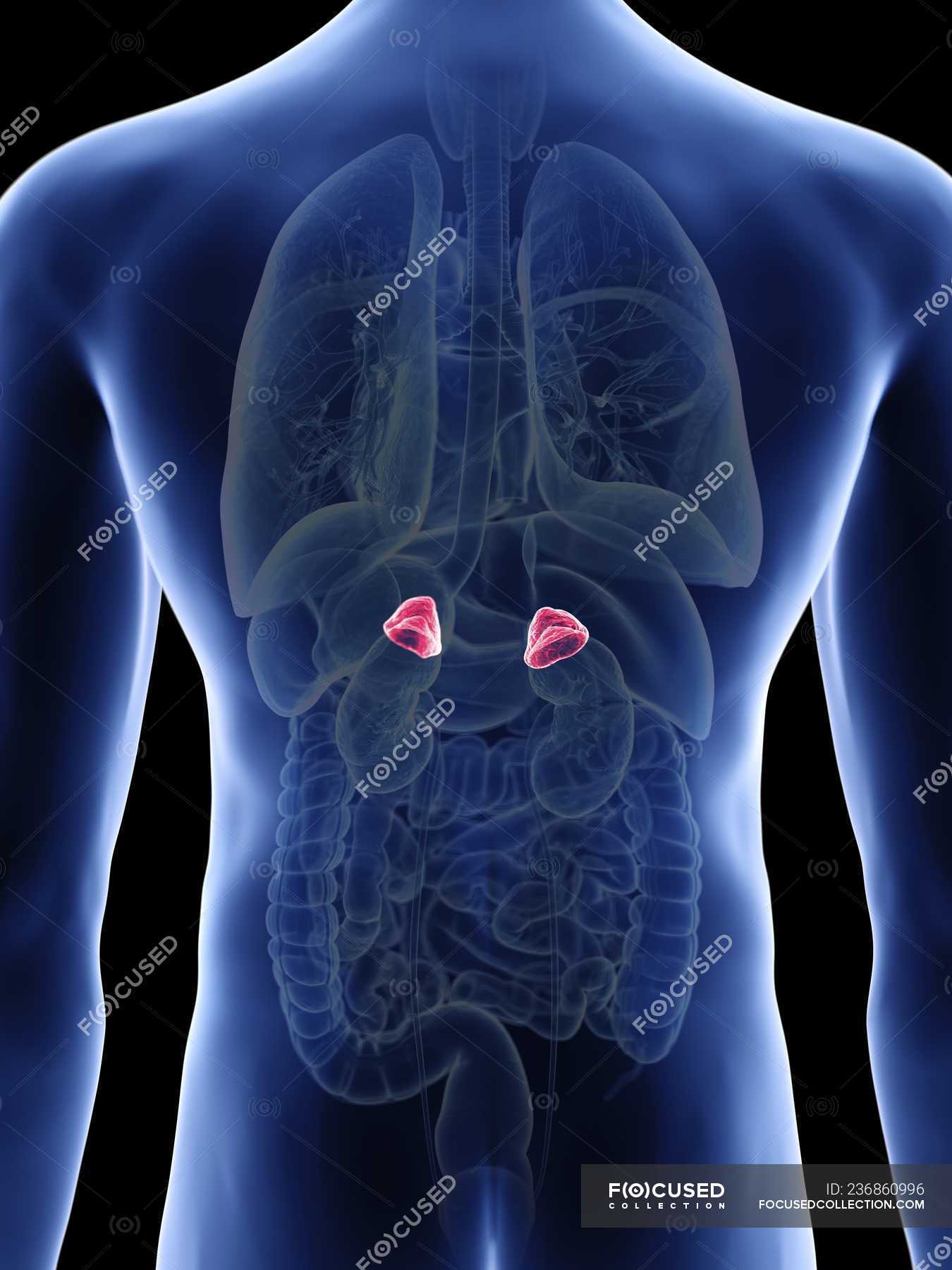 Illustration Of Adrenal Glands In Male Body Silhouette Addisons