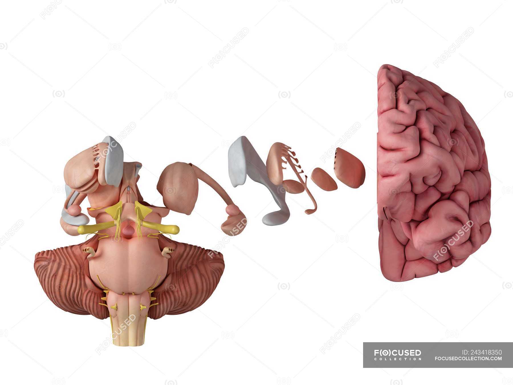 3d Rendered Illustration Of Brain Anatomy On White Background