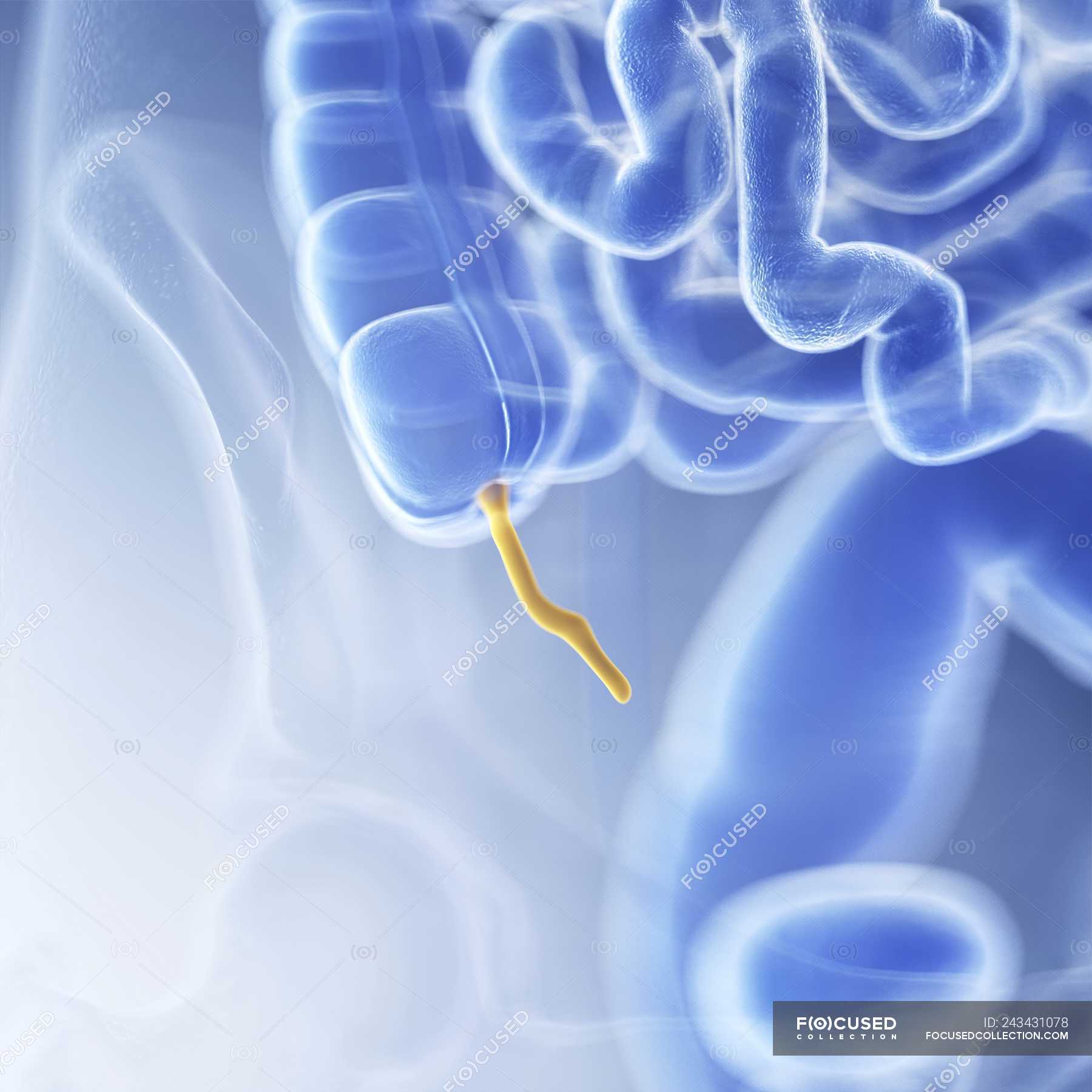 Medical Illustration Of Visible Appendix In Human Body Science