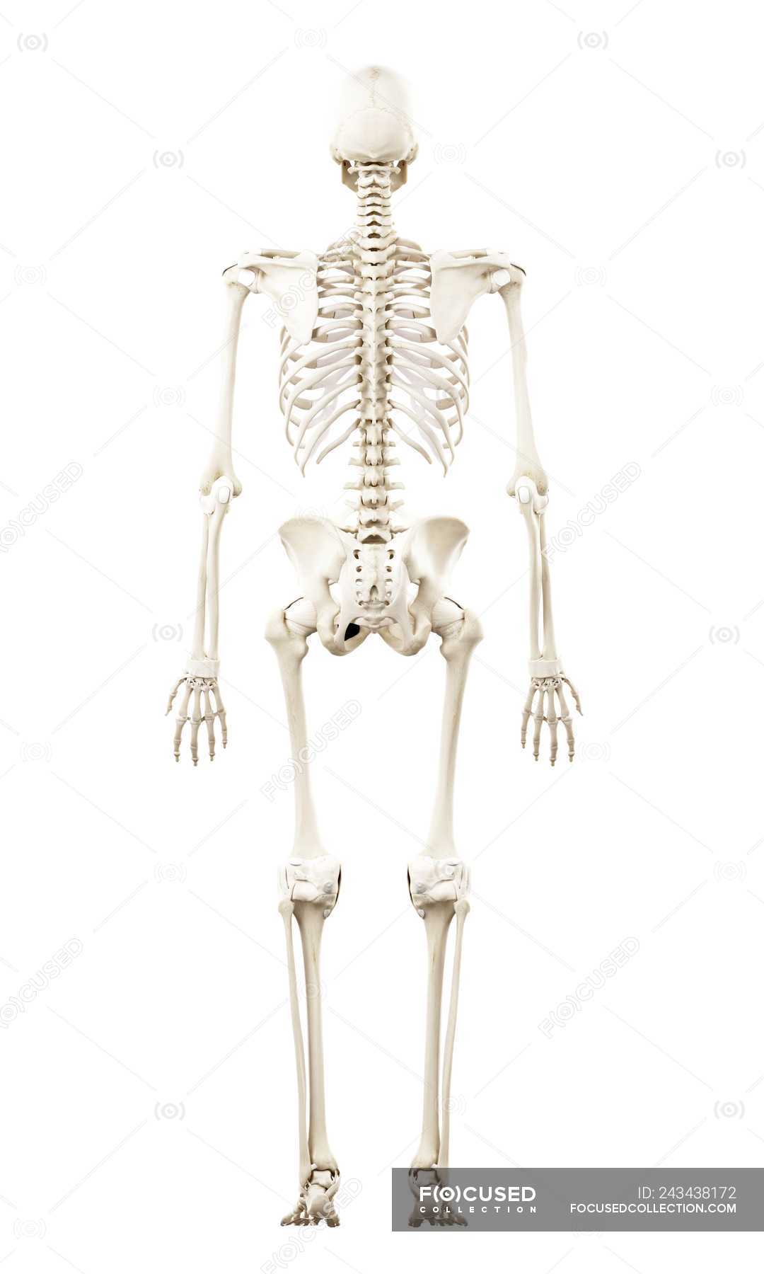 Illustration Of Human Skeleton In Rear View On White Background D