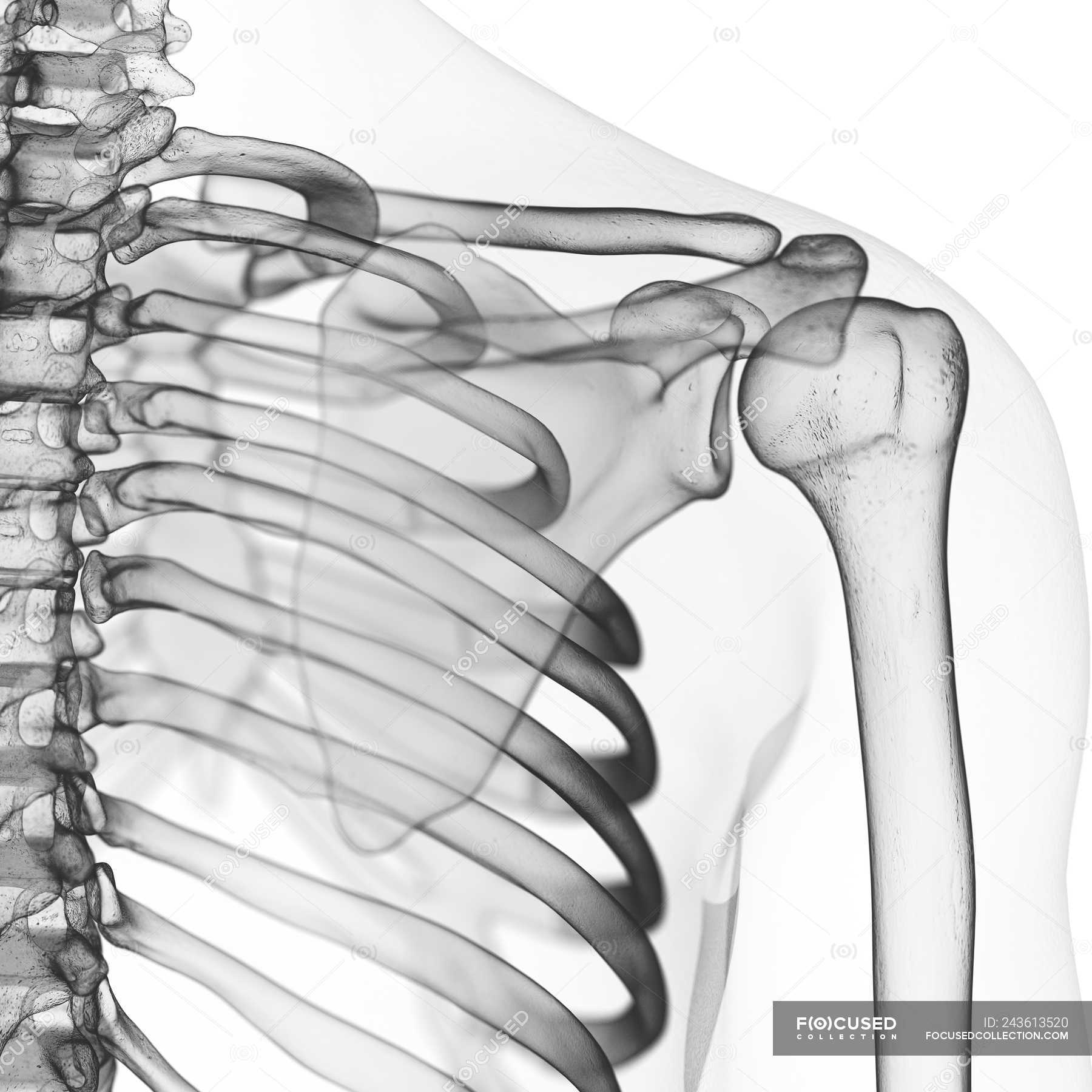 Illustration Of Shoulder Bones In Human Skeleton Anatomical Joint