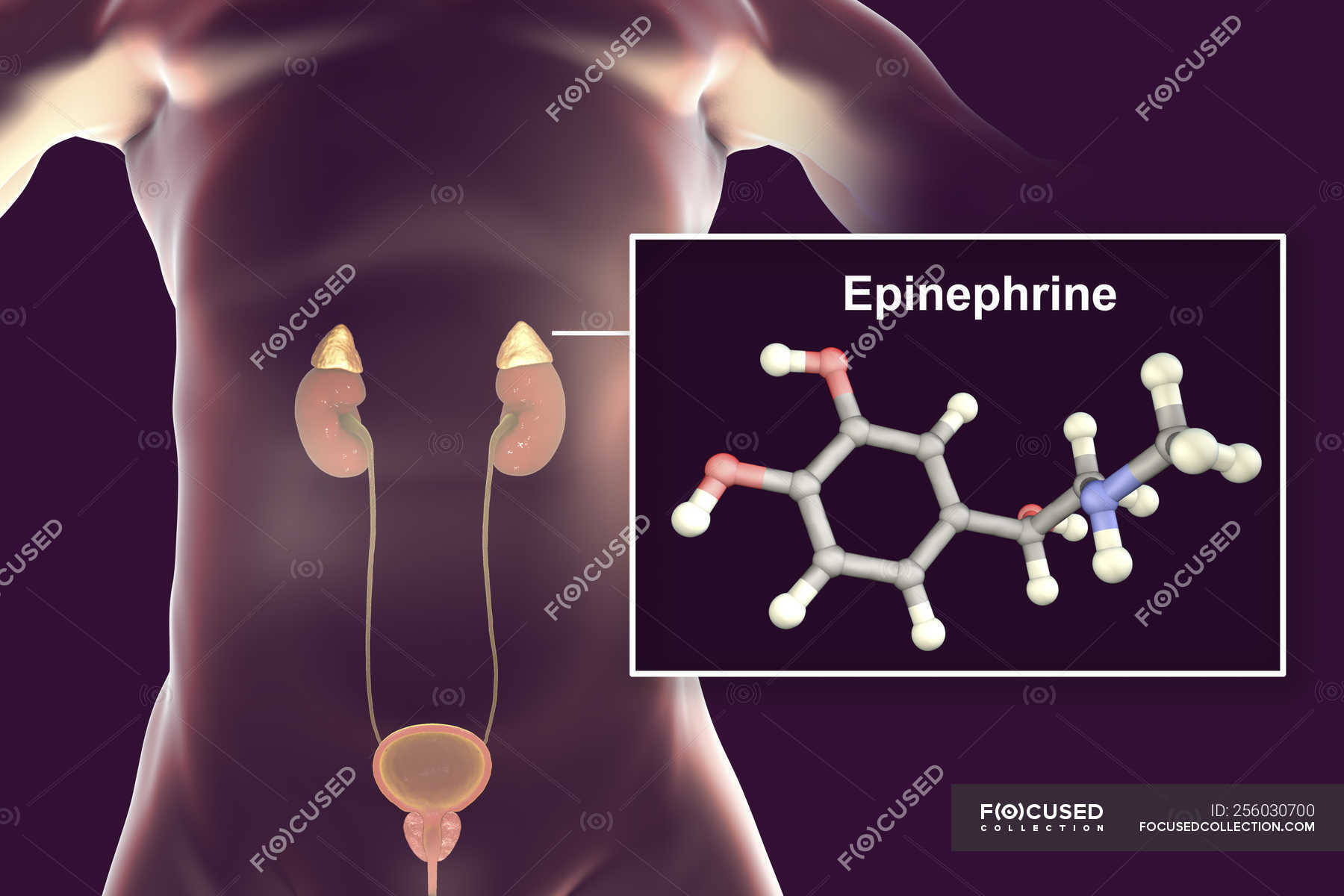 Illustration Of Adrenal Gland And Molecular Model Of Adrenaline