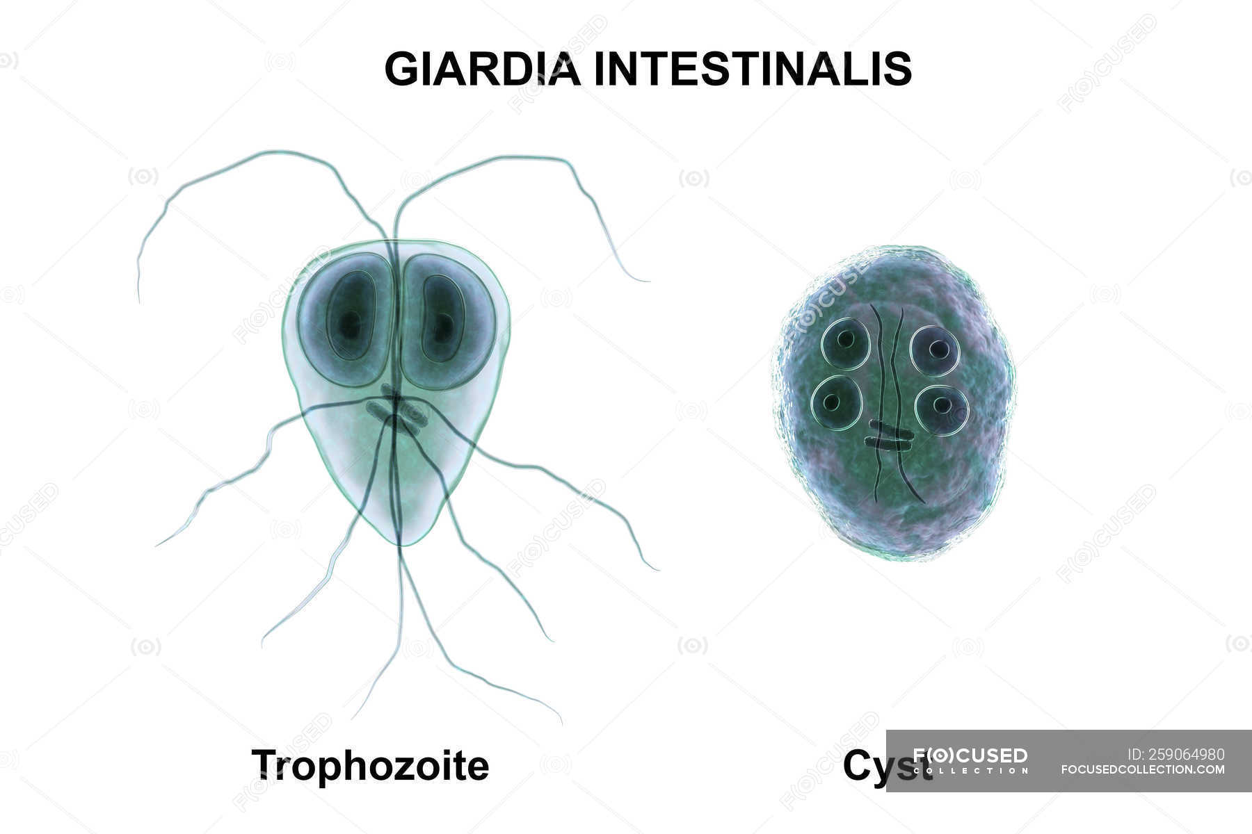 Giardia Intestinalis Trophozoite And Cyst Flagellated Parasite In