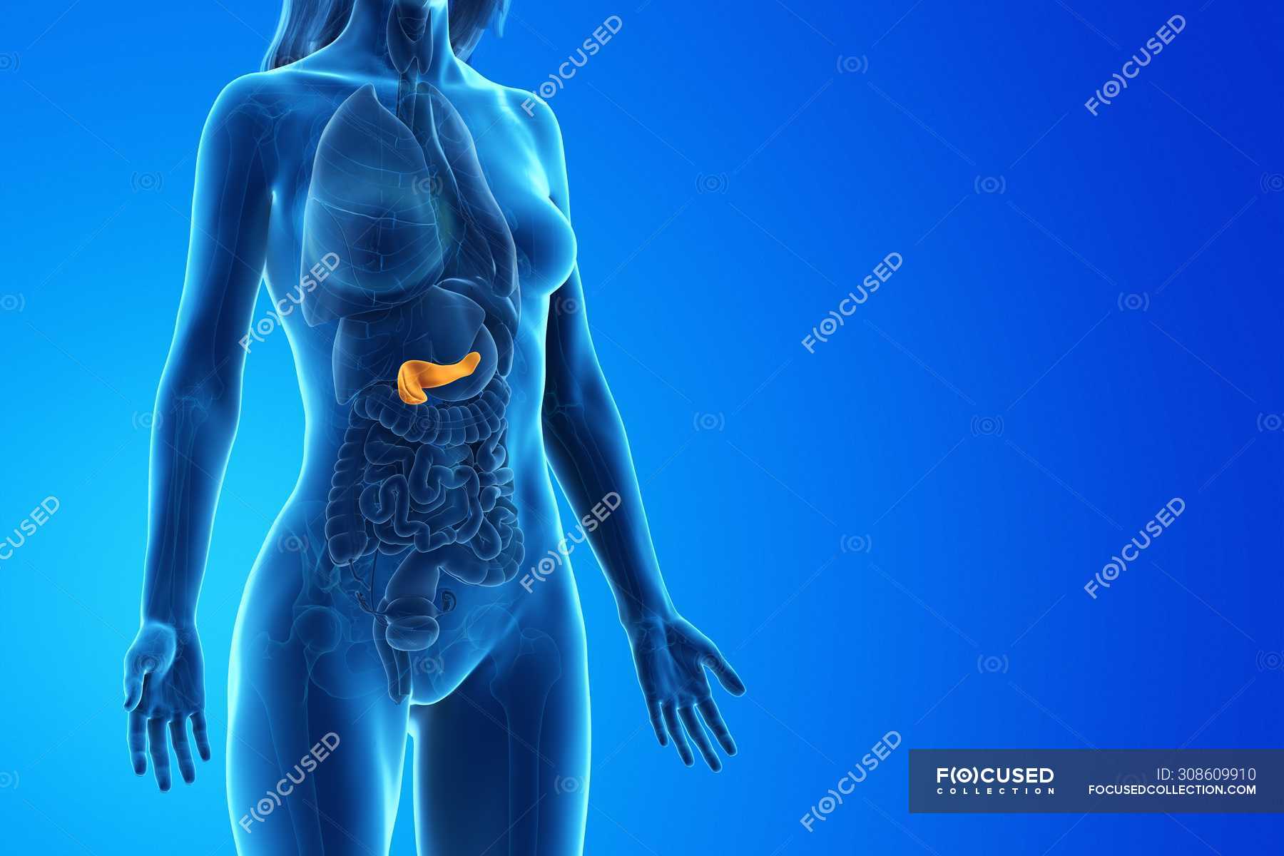 Colored Pancreas In Anatomical Female Model Digital Illustration