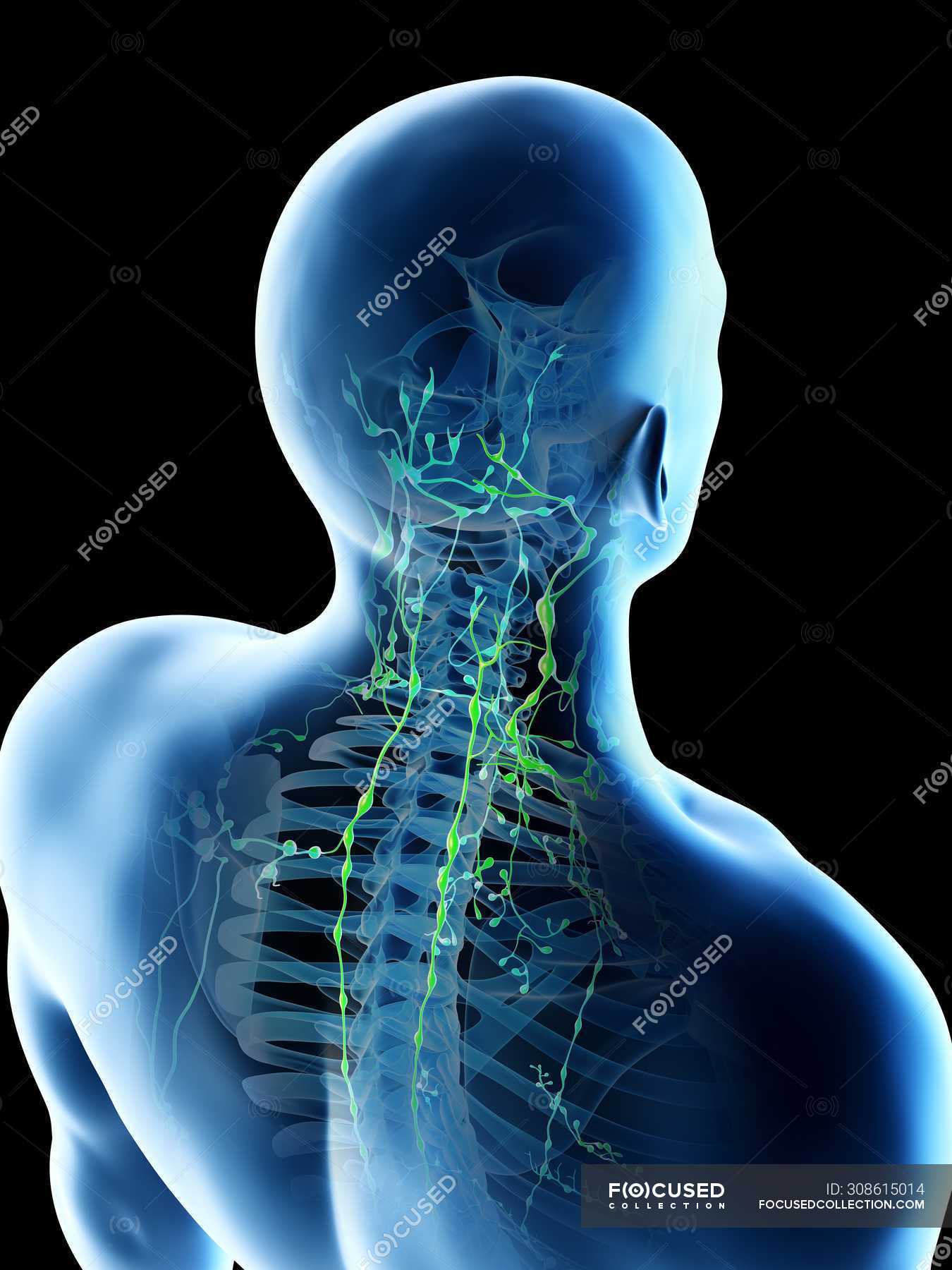 Lymph Nodes Of Male Neck And Head Computer Illustration Lymph Vessels Anatomy Stock Photo