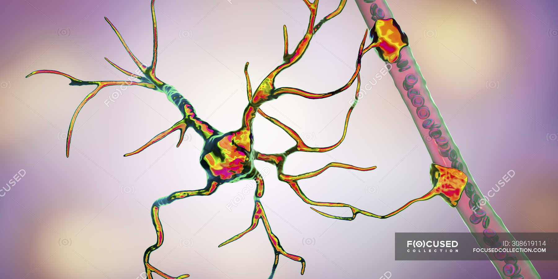 Astrocyte Brain Glial Cell Connecting Neuronal Cells To Blood Vessel