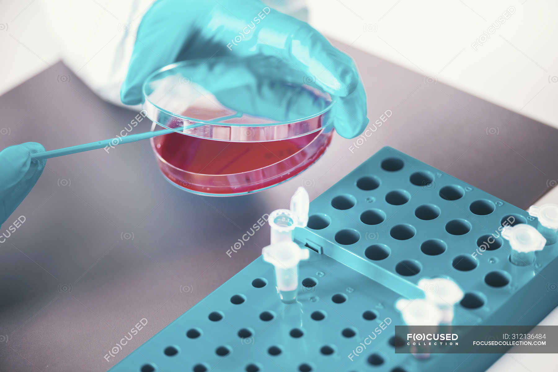 Microbiologist Working With Petri Dish And Test Tubes In Laboratory