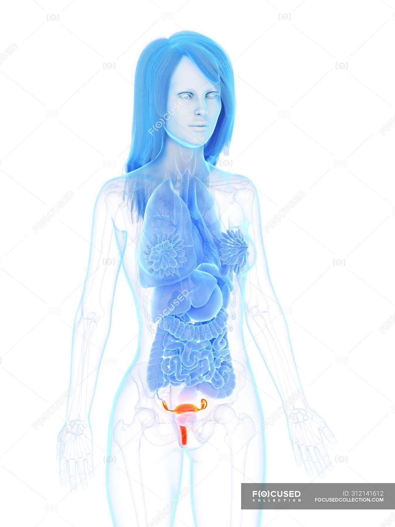 Weibliche Anatomie Mit Detailliertem Uterus Computerillustration Eierst Cke Anatomische