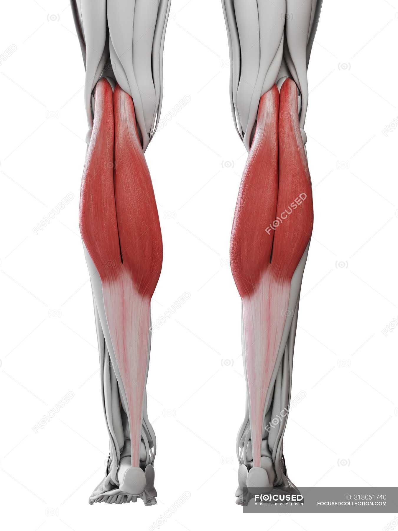 Male Anatomy Showing Gastrocnemius Muscle Computer Illustration