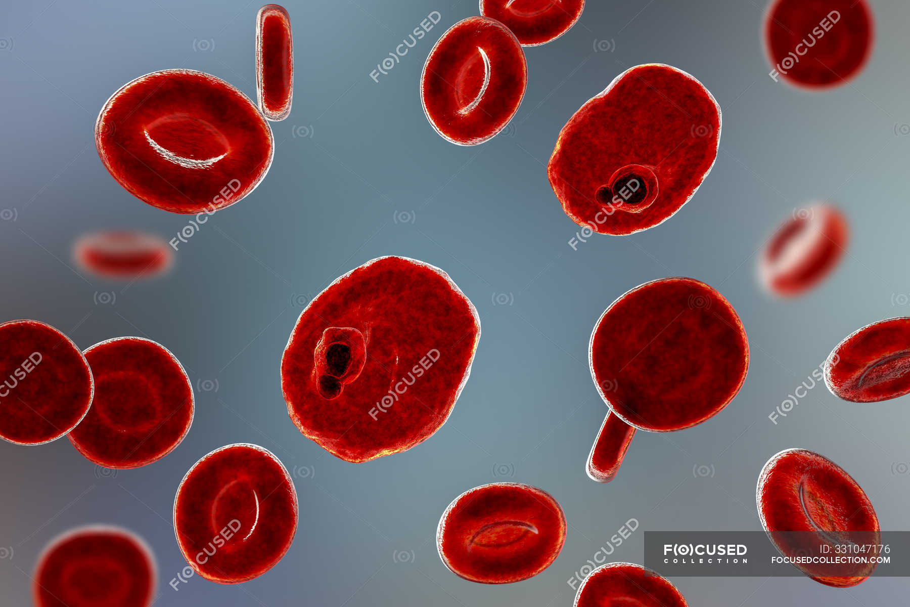 Plasmodium Ovale Protozoen Parasiten Und Rote Blutk Rperchen Im Fluss