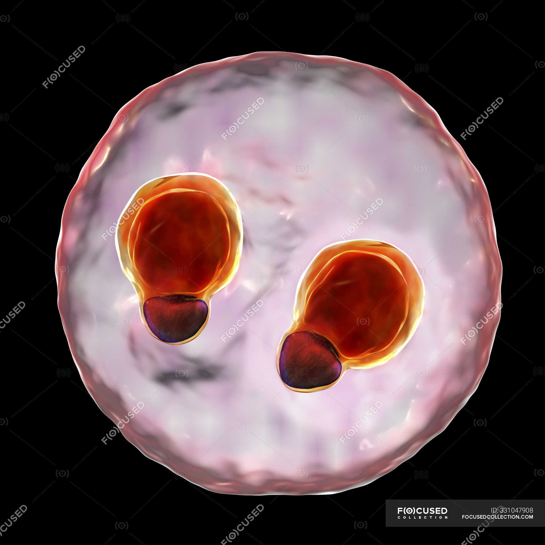 Protozoen Plasmodium Falciparum Zelle Erreger Der Tropischen Malaria