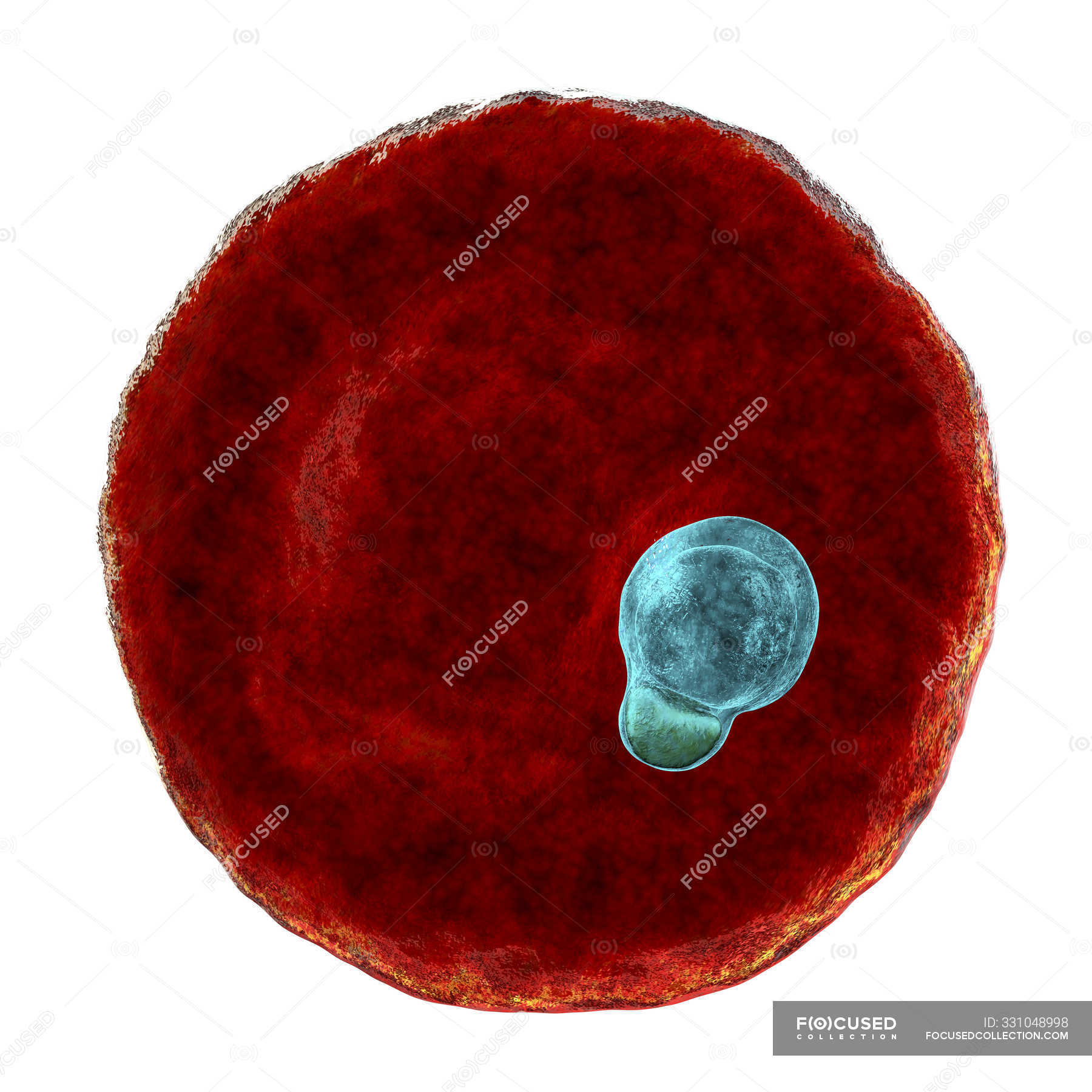 Plasmodium Malariae Protozoen Parasit Digitale Illustration