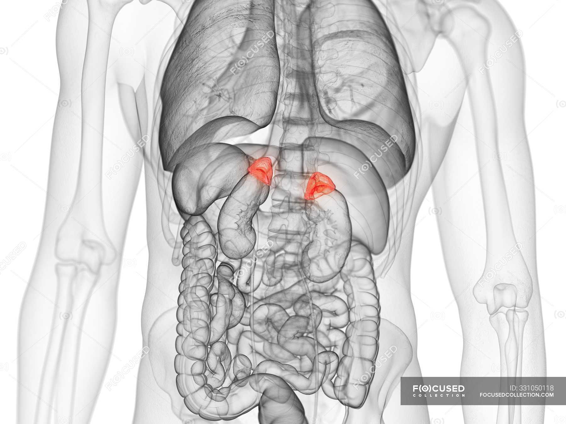 Transparent Male Silhouette With Visible Adrenal Glands Computer