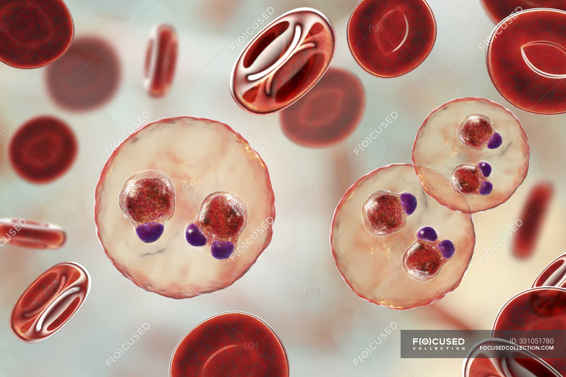 Protozoa Plasmodium Falciparum Causative Agent Of Tropical Malaria In