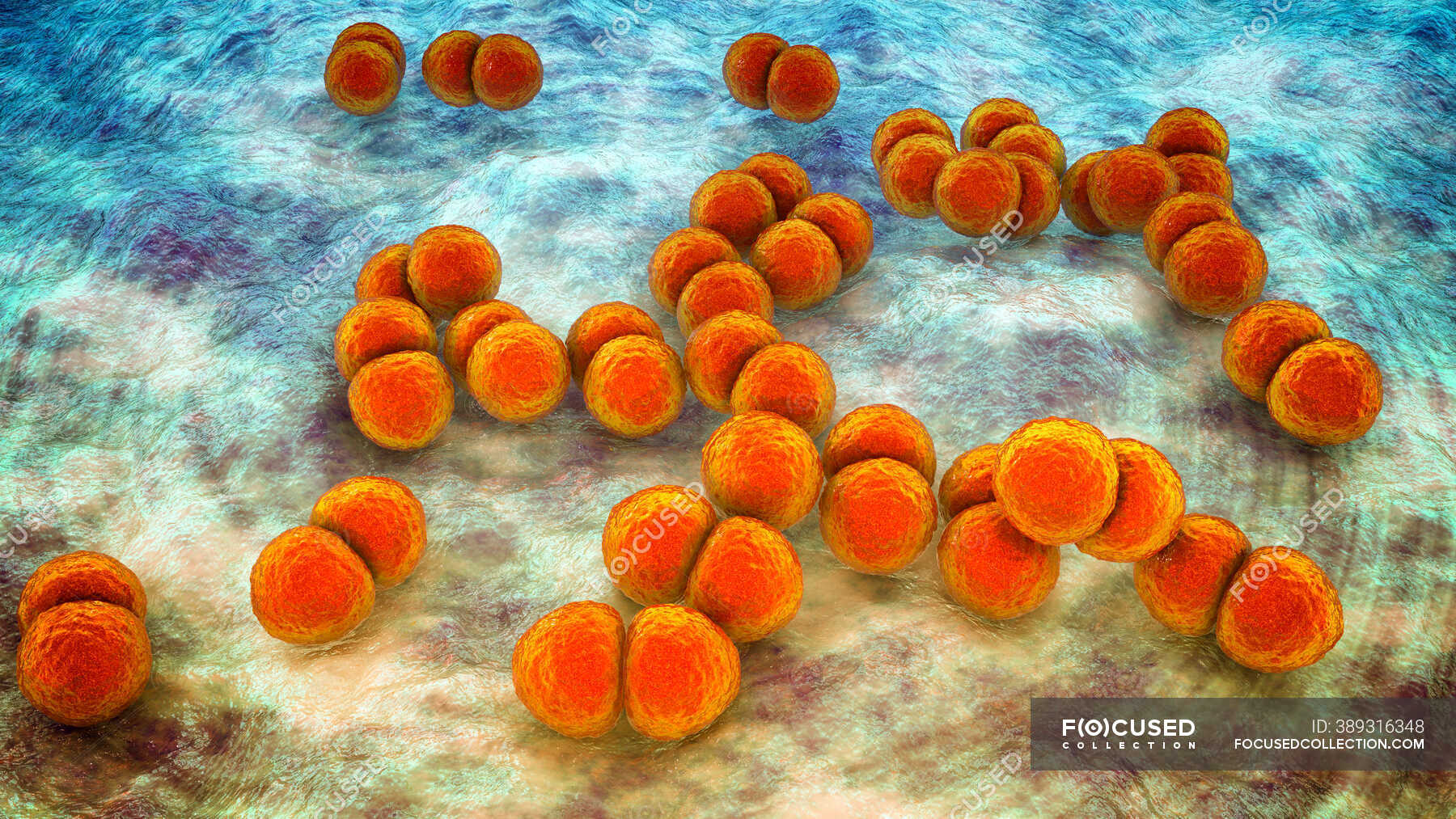 Streptococcus Pneumoniae Bacteria Pneumococci Computer Illustration