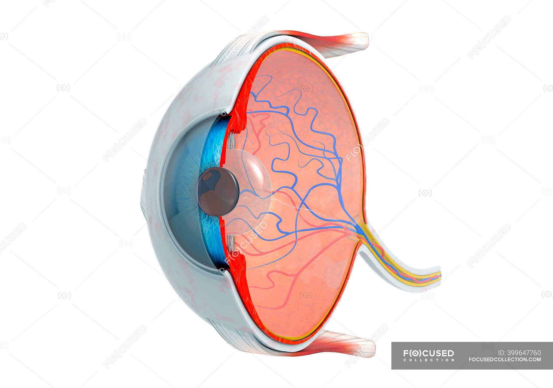 Sezione Trasversale Dell Occhio Umano Illustrazione D Biologia