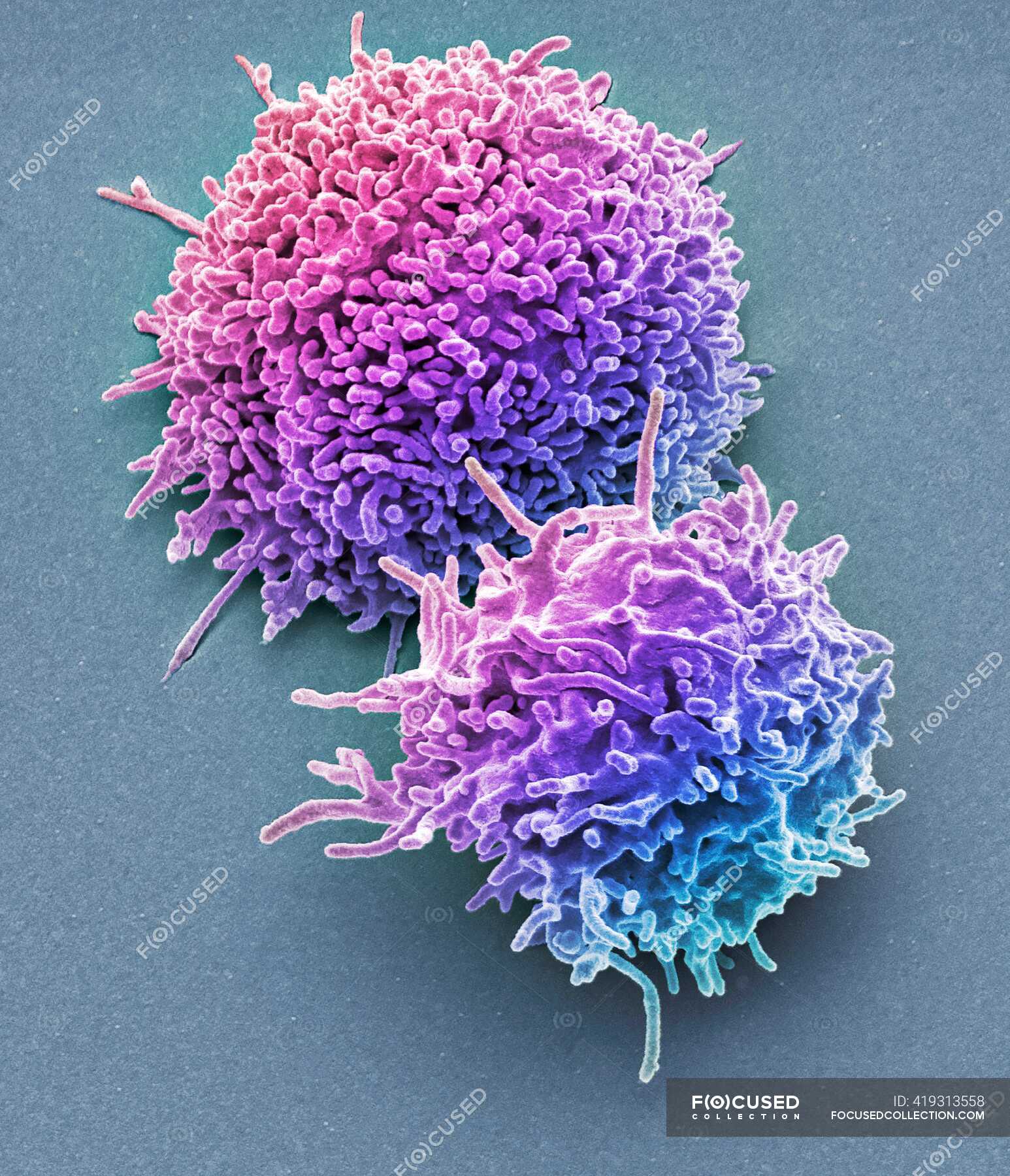 Resting T Lymphocytes Coloured Scanning Electron Micrograph SEM Of