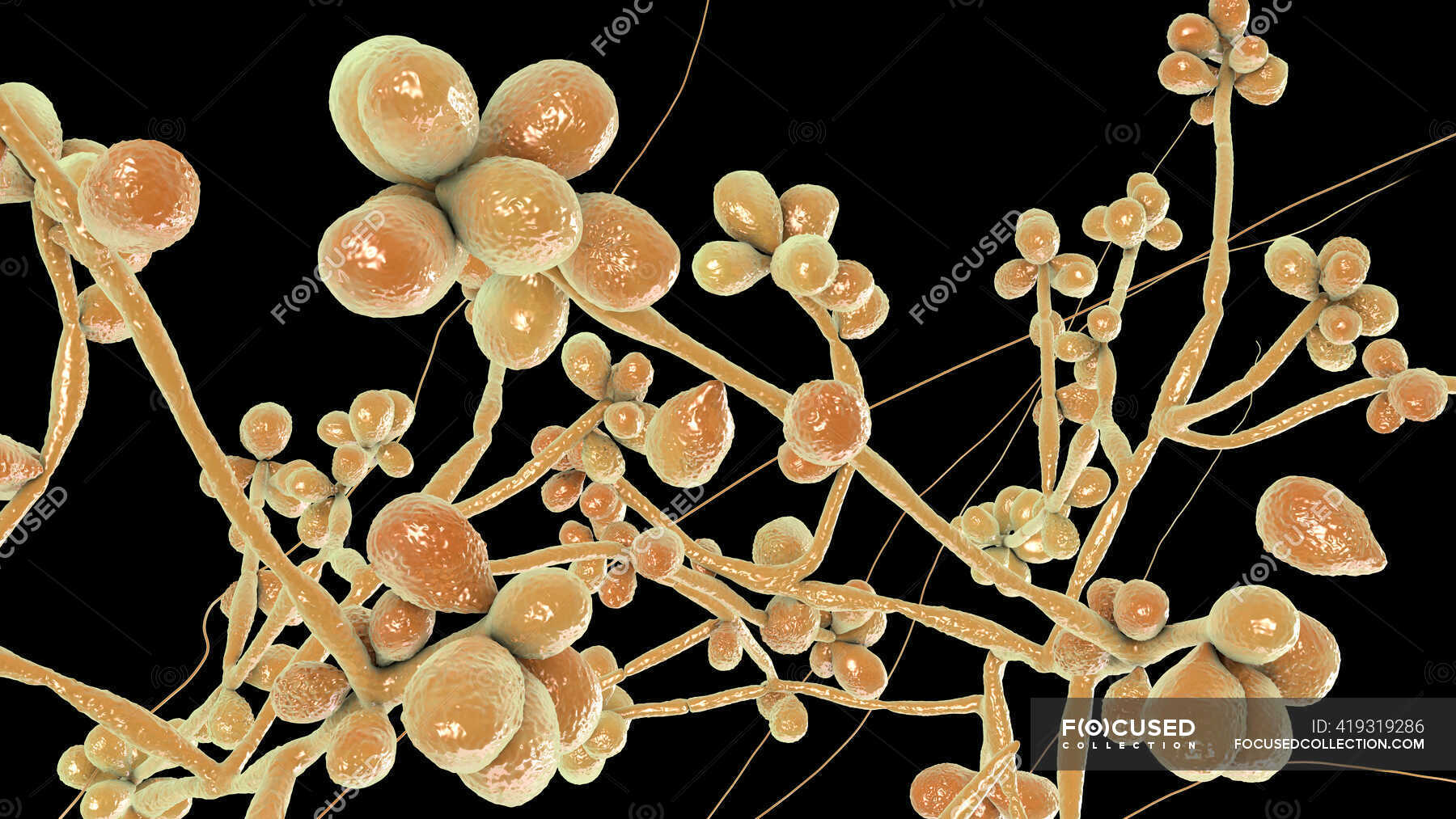 Hongo Sporothrix Schenckii Agente Causal De La Esporotricosis