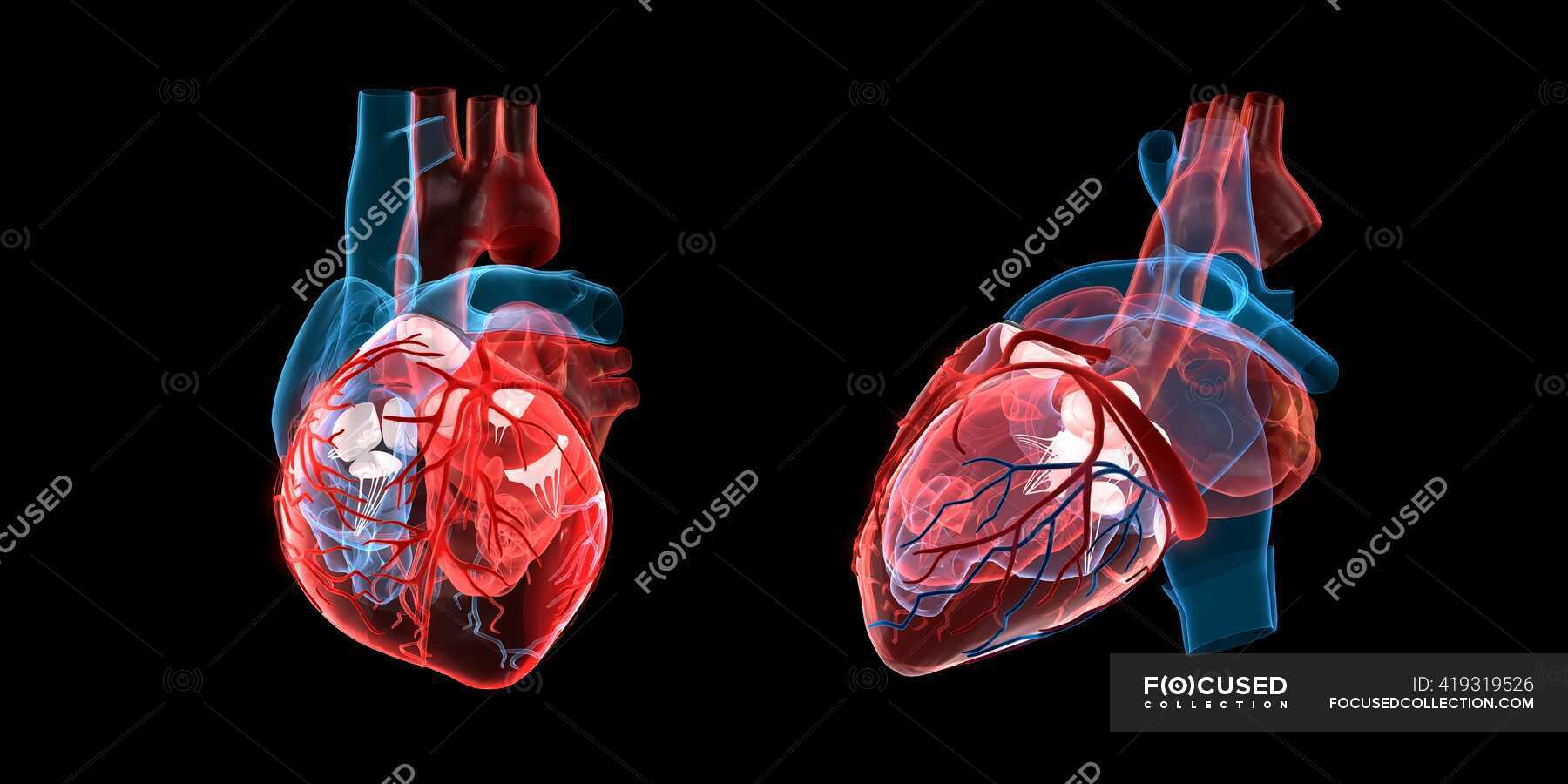 Anatomía de un corazón humano vista frontal y lateral ilustración 3d