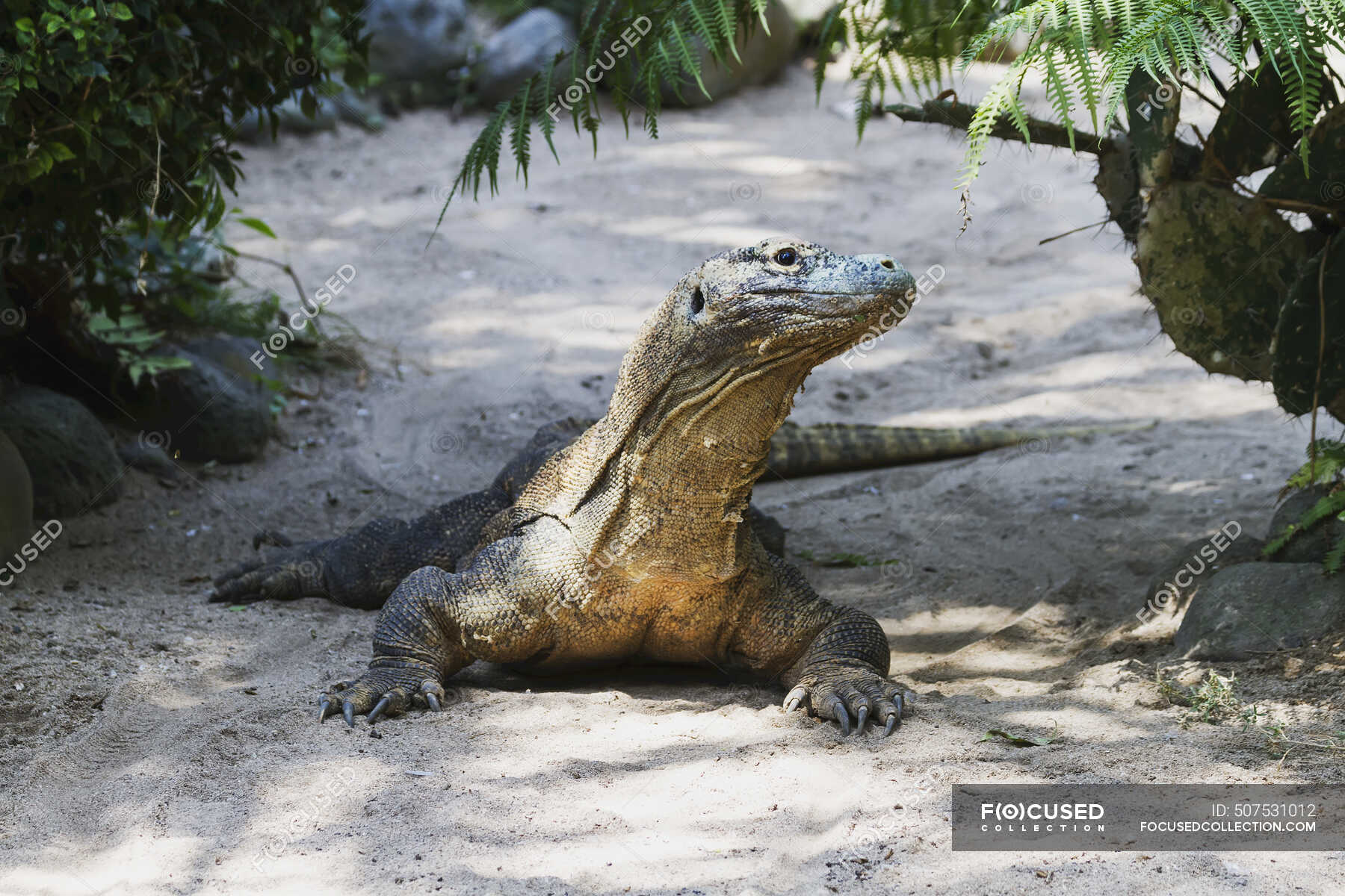 Monitor De Komodo Dragon O Komodo Varanus Komodoensis En Bali Bird