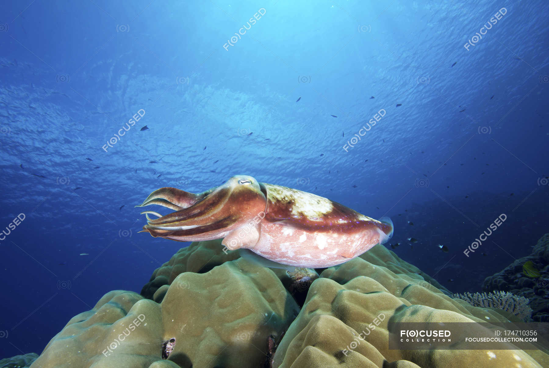 Broadclub Cuttlefish Swimming Over Reef Underwater Mollusk Stock