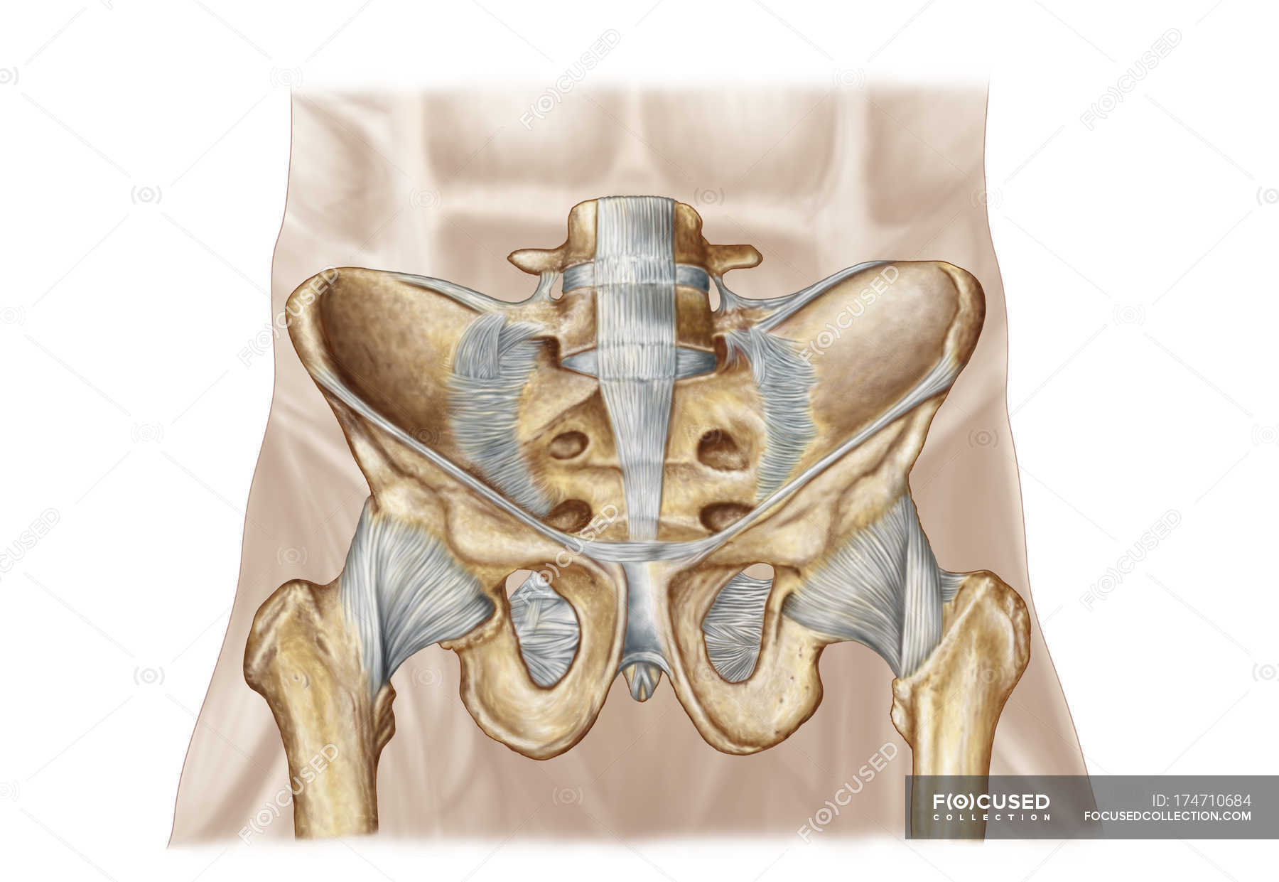 Anatomia do osso pélvico humano e ligamentos ligamento púbico