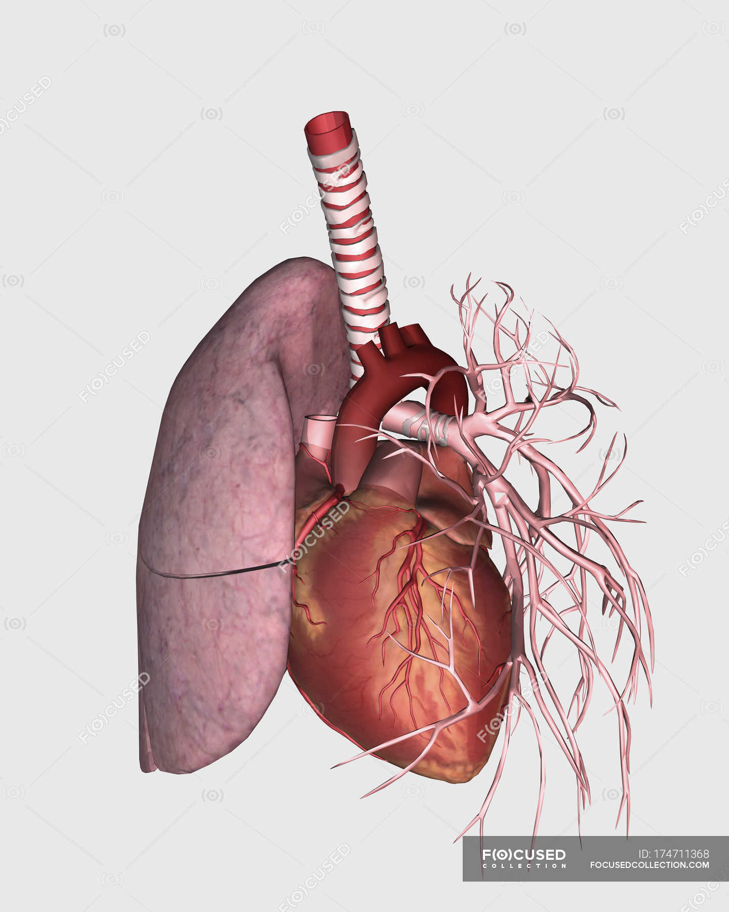 Pulmonary Circulation Of Human Heart And Lung Three Dimensional