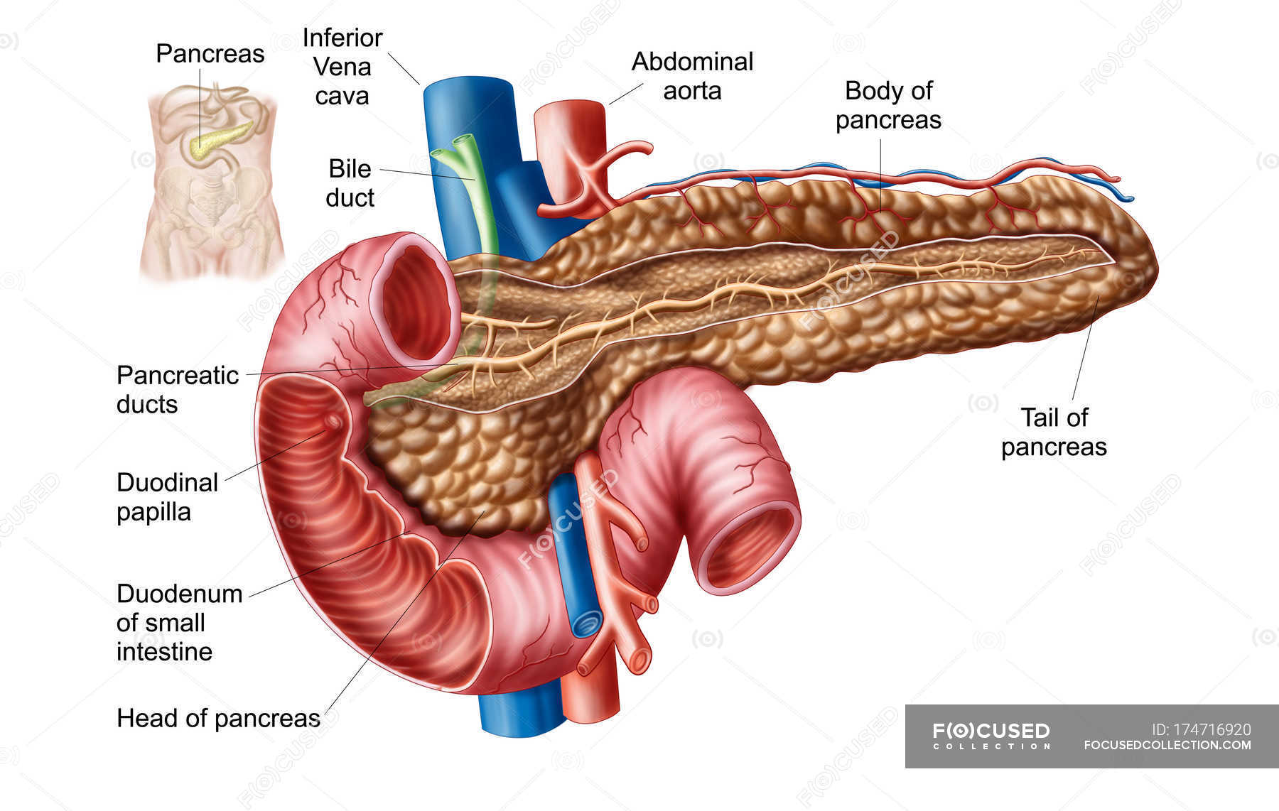 Medical Illustration Of Pancreas Anatomy With Labels Details