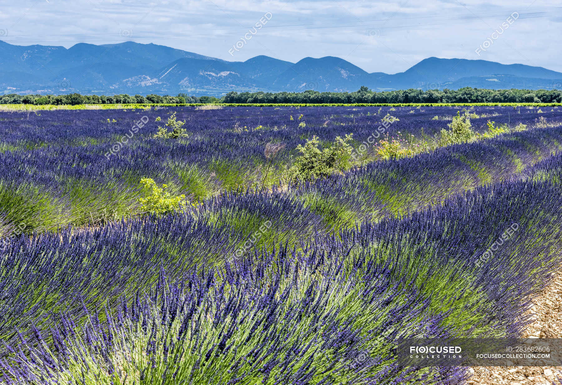 Floreciente Campo De Lavanda En Primavera Francia Drome Parque