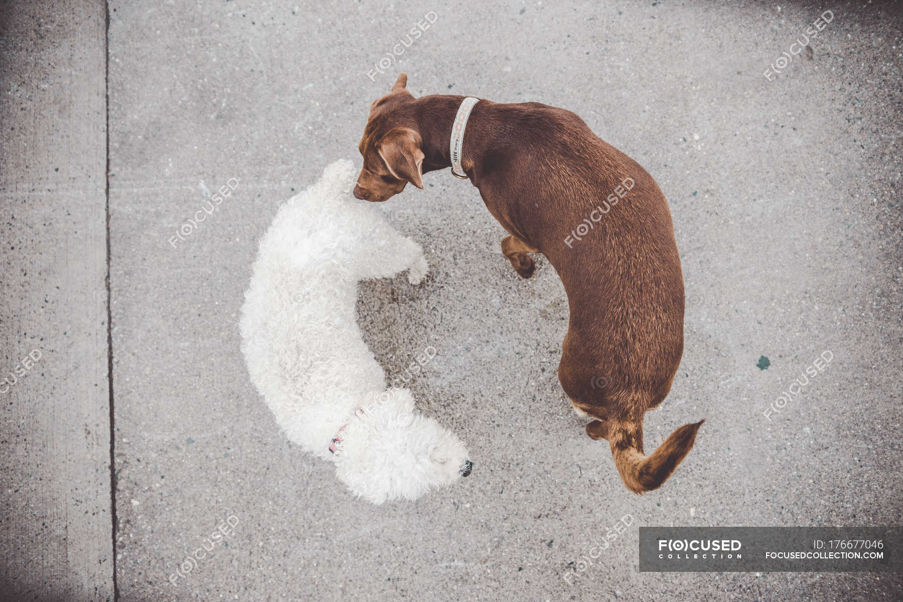 Собаки обнюхивают друг друга
