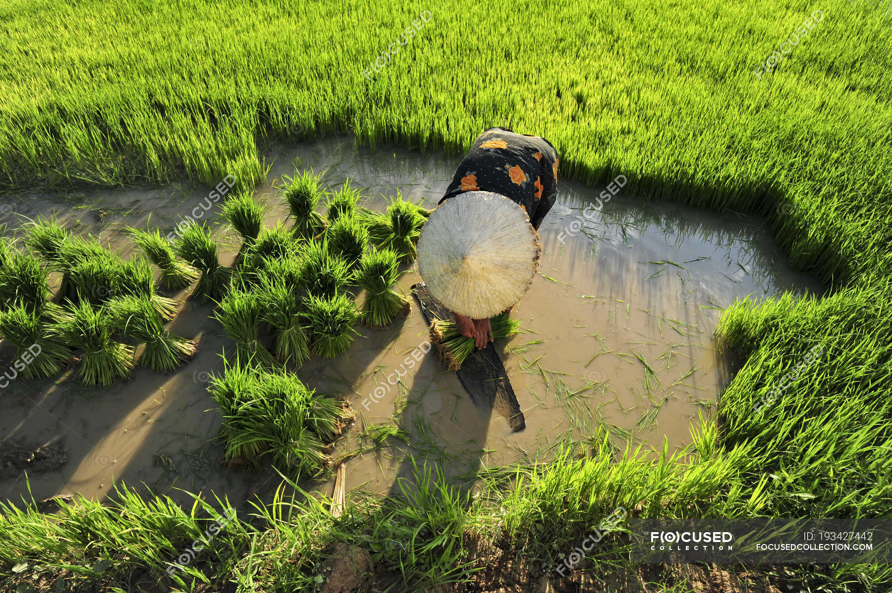 Woman Planting Rice Plants In Paddy Field Portrait Standing Stock