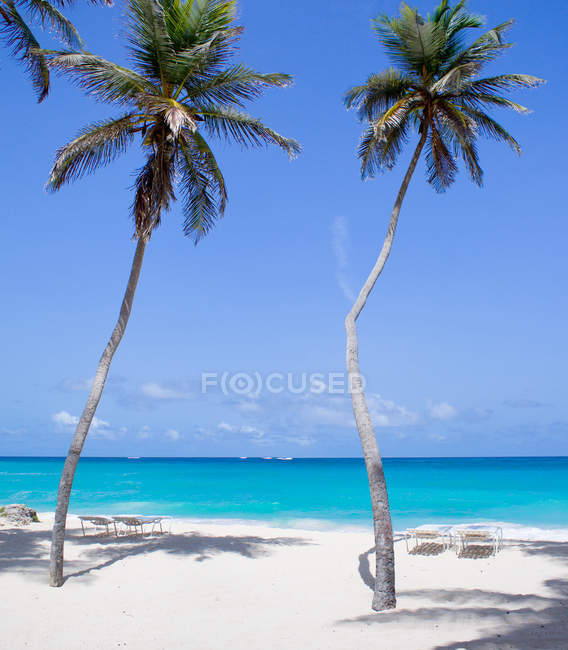 Scenic View Of Palm Trees On The Beach Barbados Idyllic Majestic