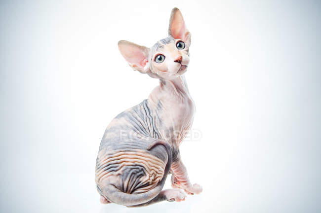 Lustige Sphinx-Katze — Stockfoto